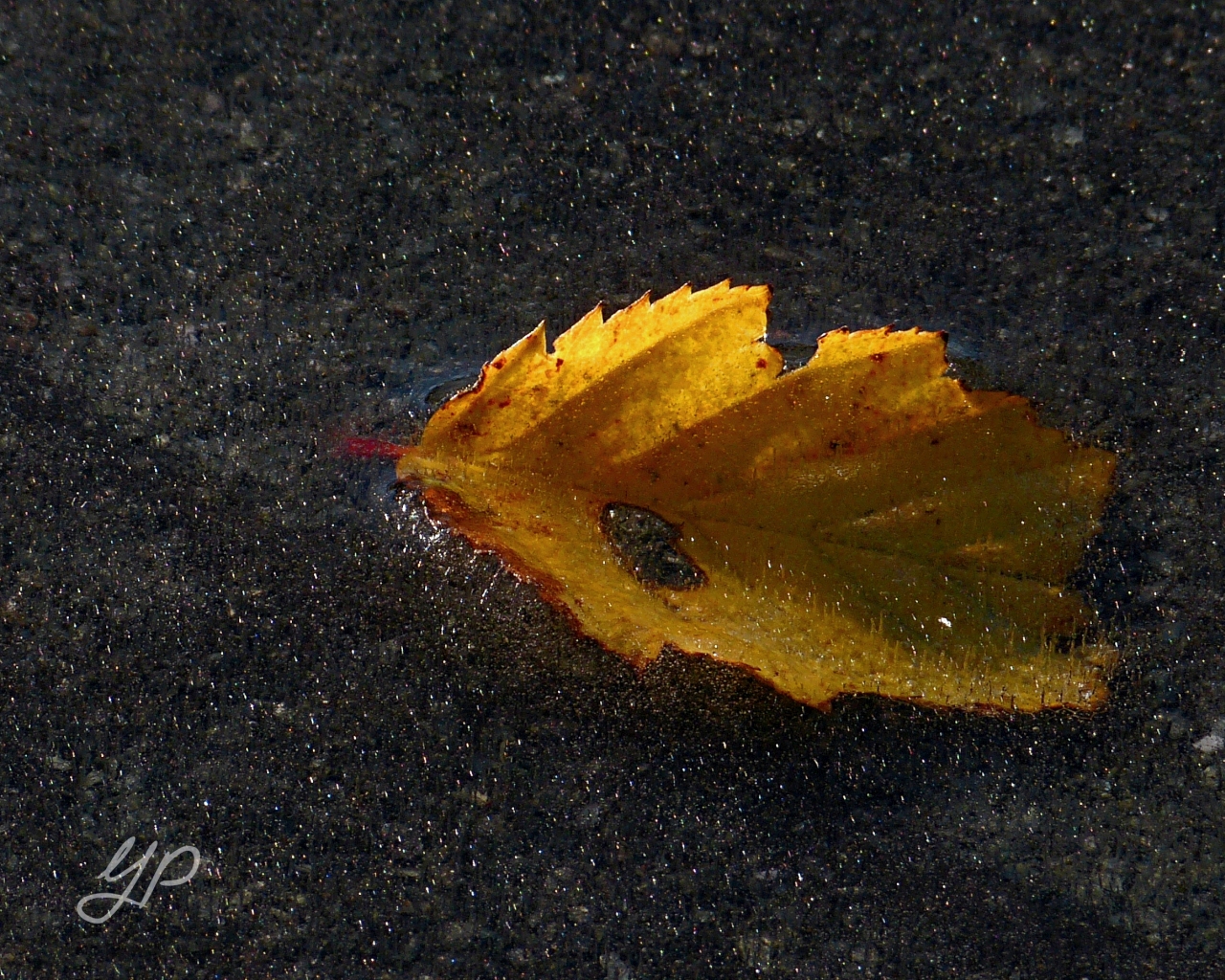 Das goldene Blatt