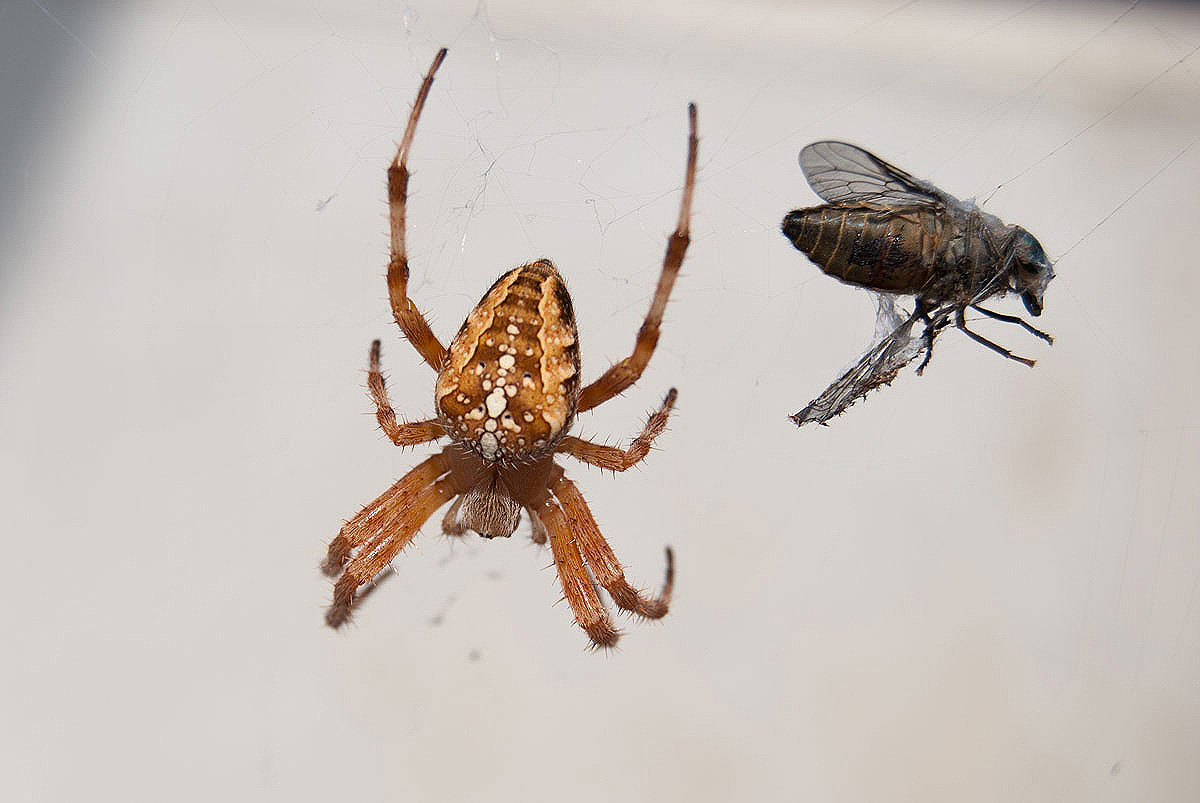 Das Kreuz mit der Spinne