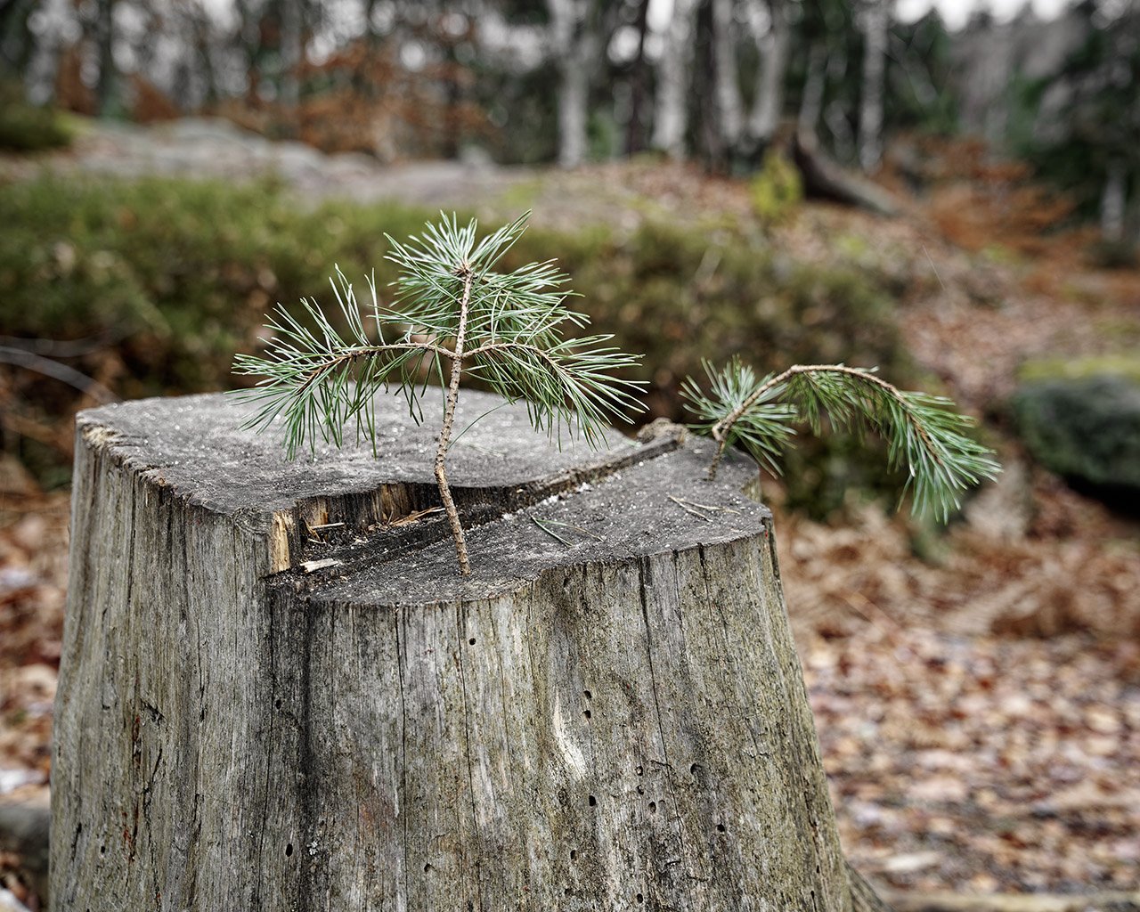 Das Leben geht weiter