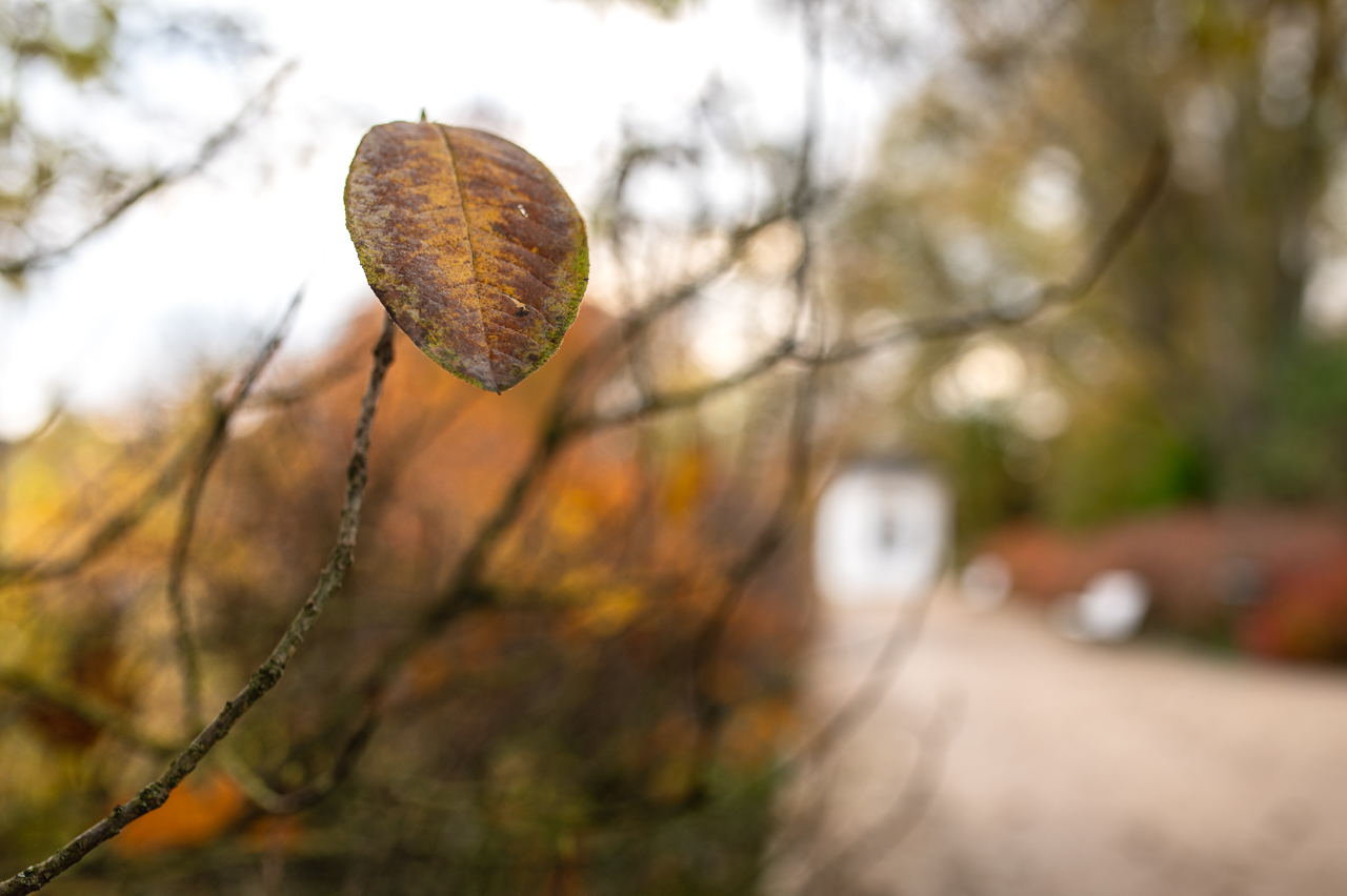 Das letzte Blatt