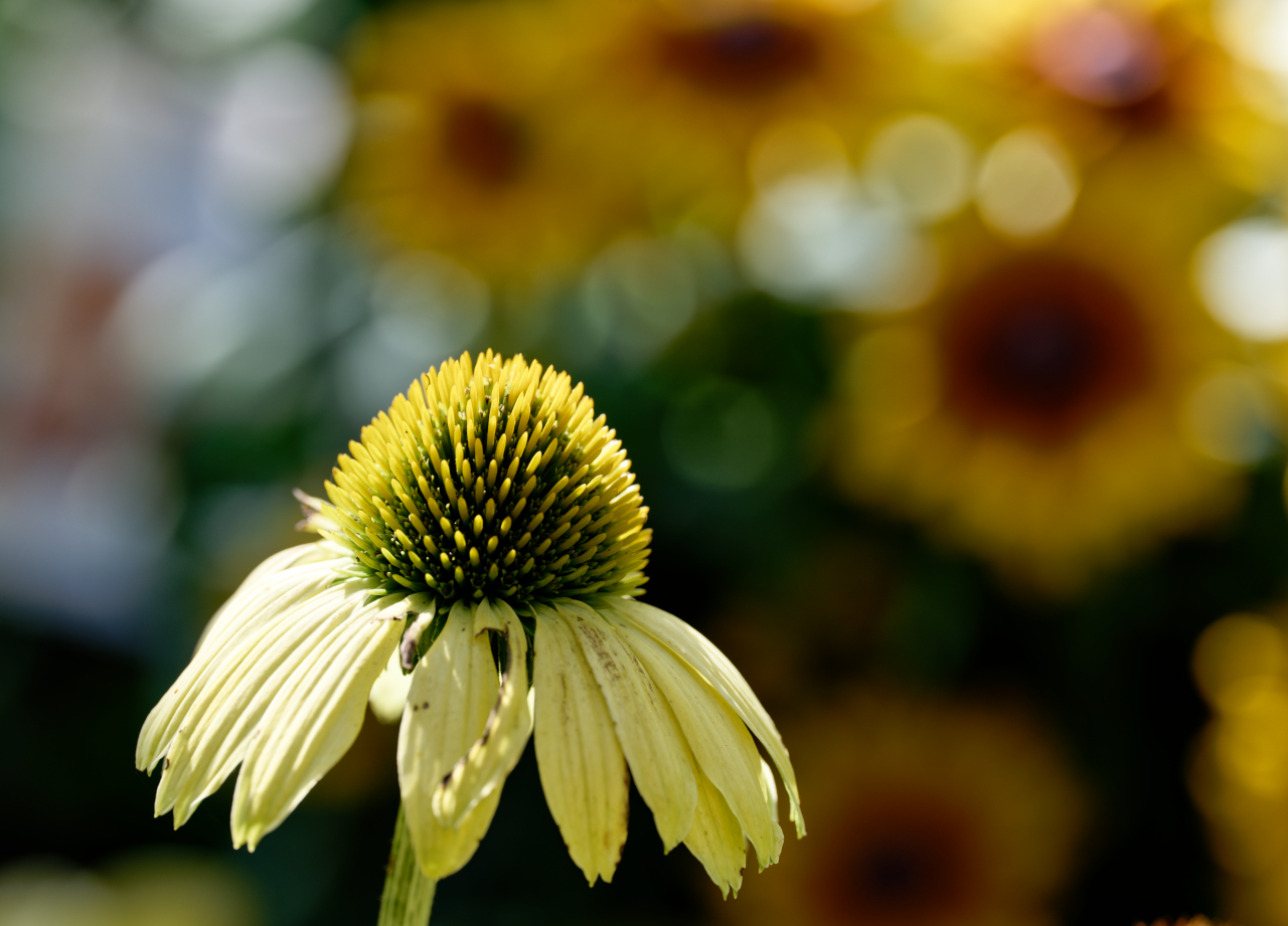 Das vorletzte Sommerglühen