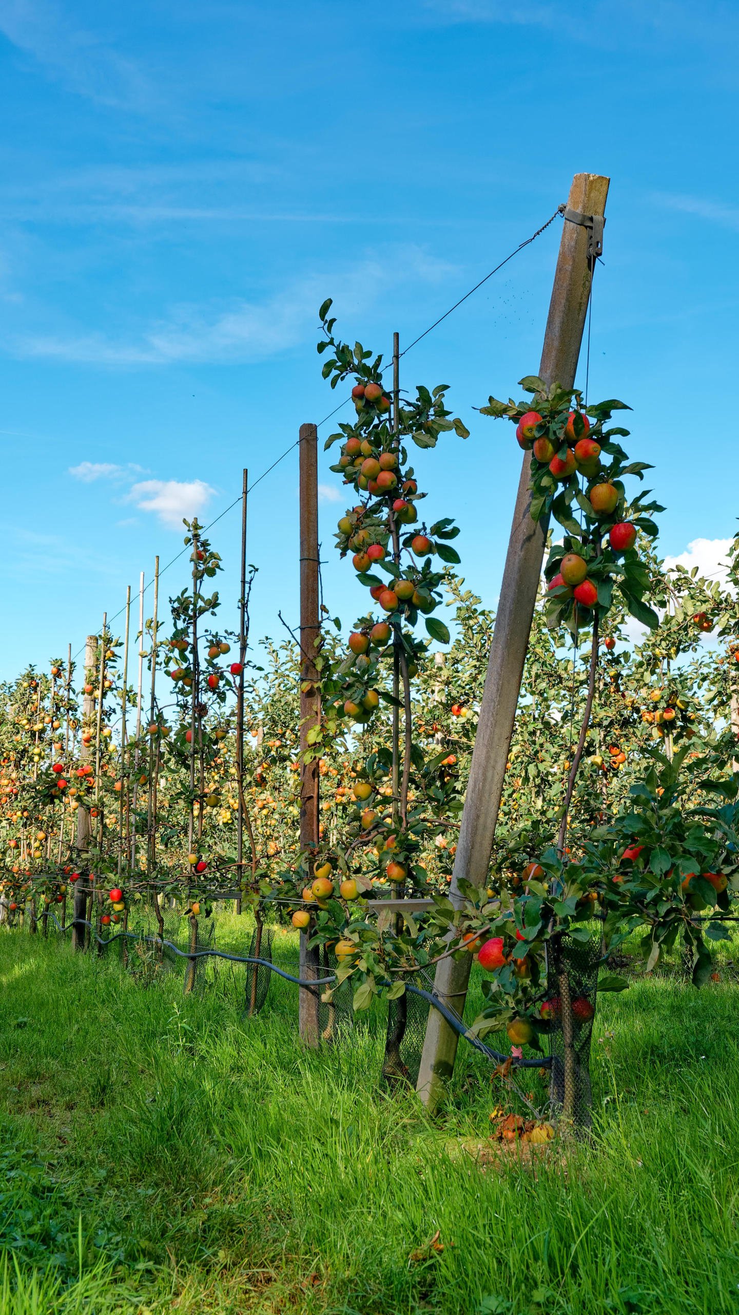 De Betuwe . De fruittuin van NL