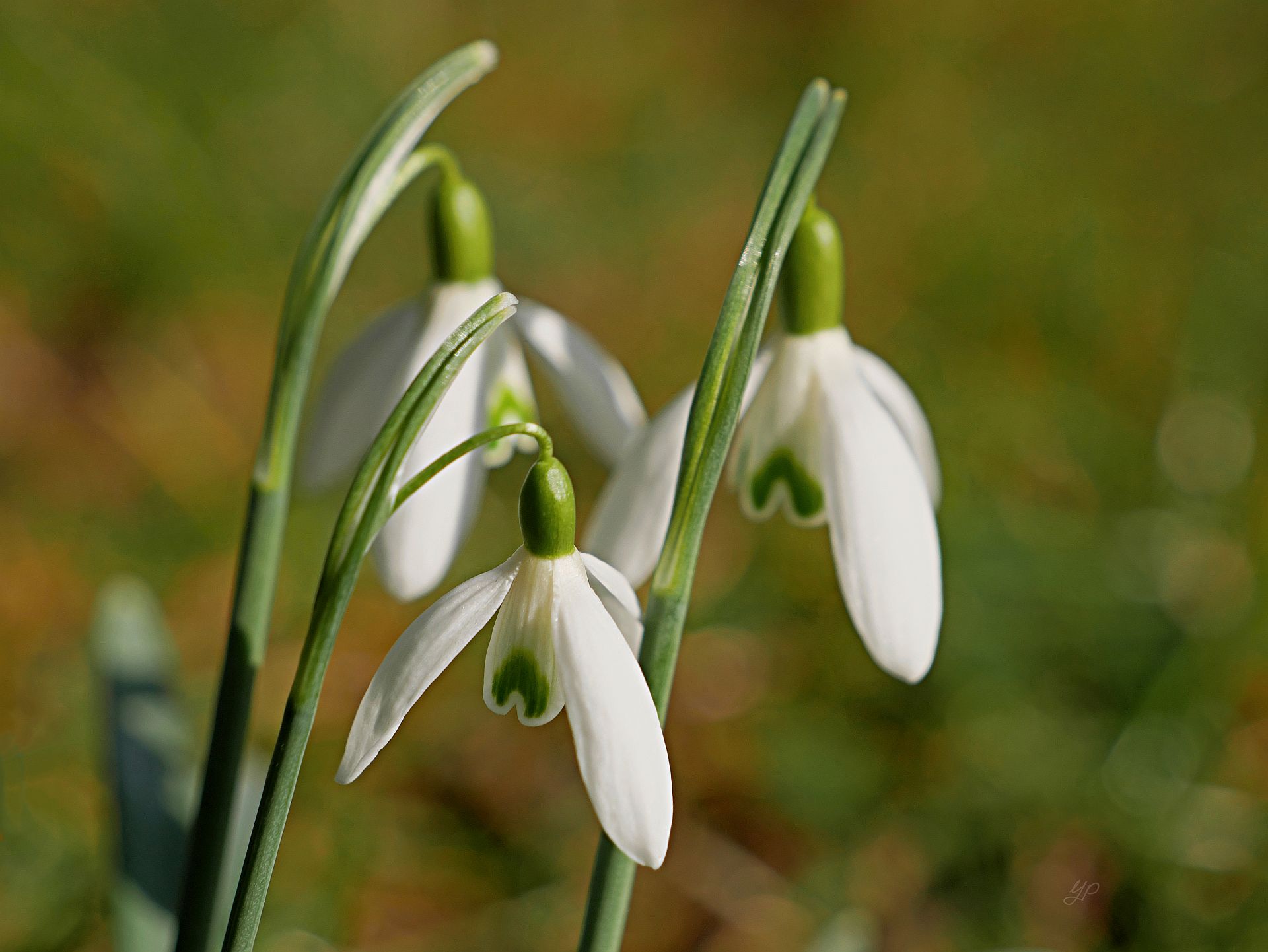 Den Frühling einläuten