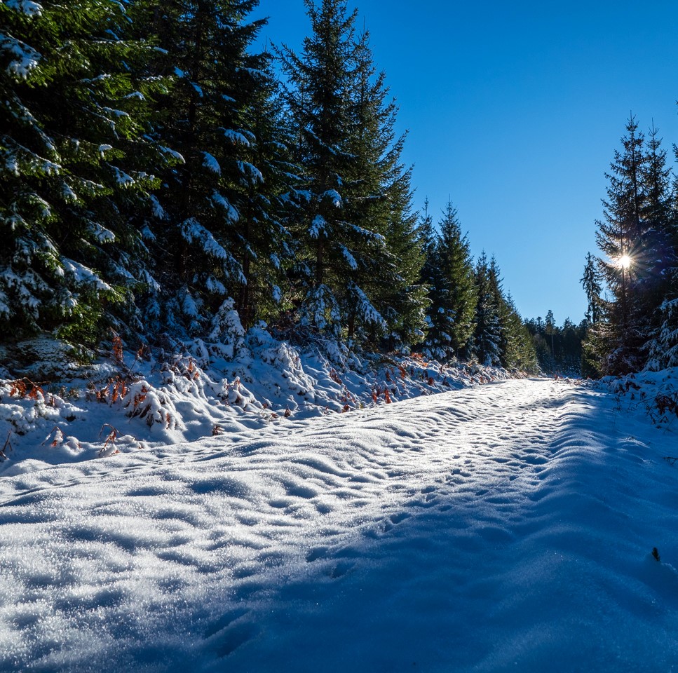 Den Wildspuren entlang