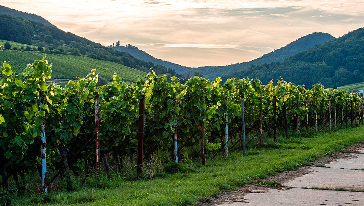 Der Abend legt sich über dem Weinberg... 2.