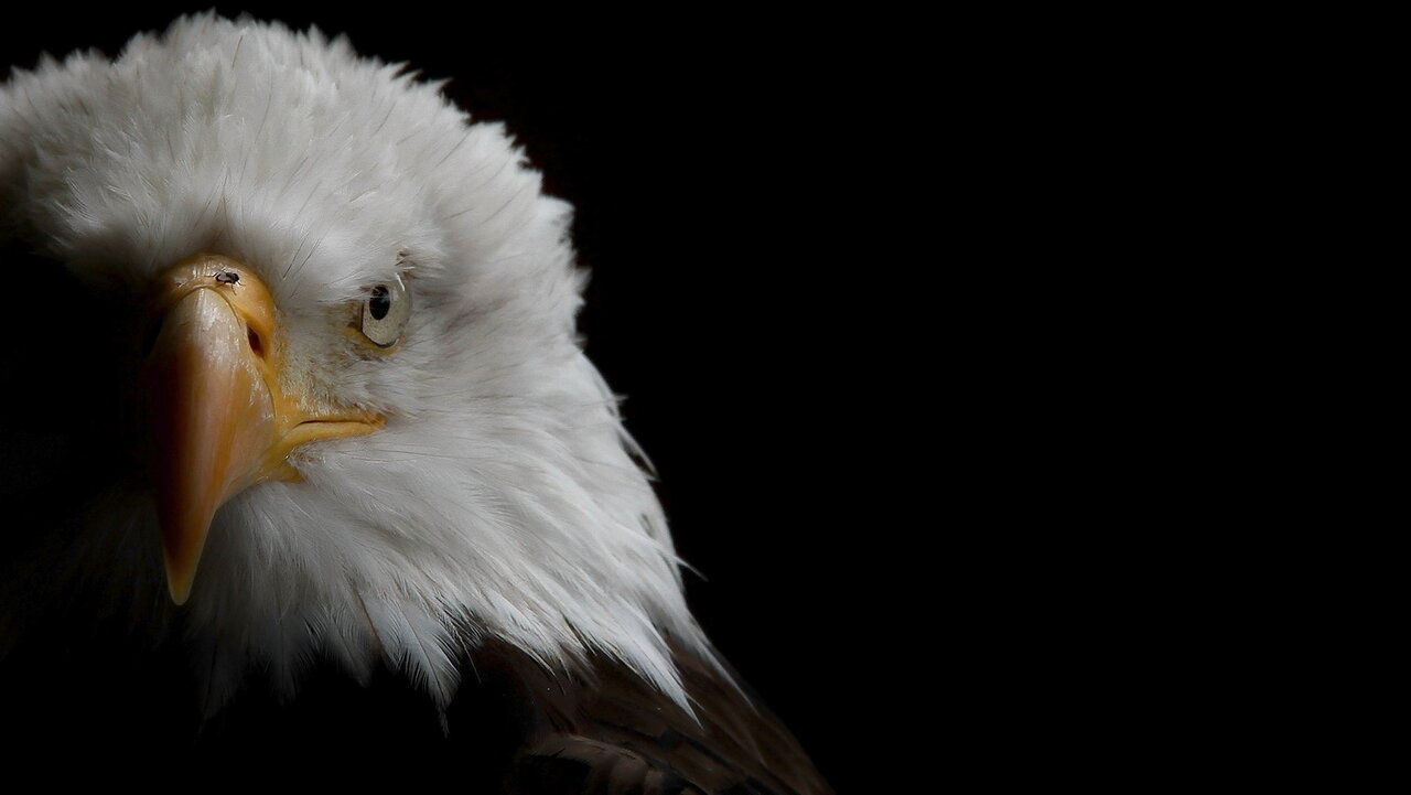 der Adler und die Fliege