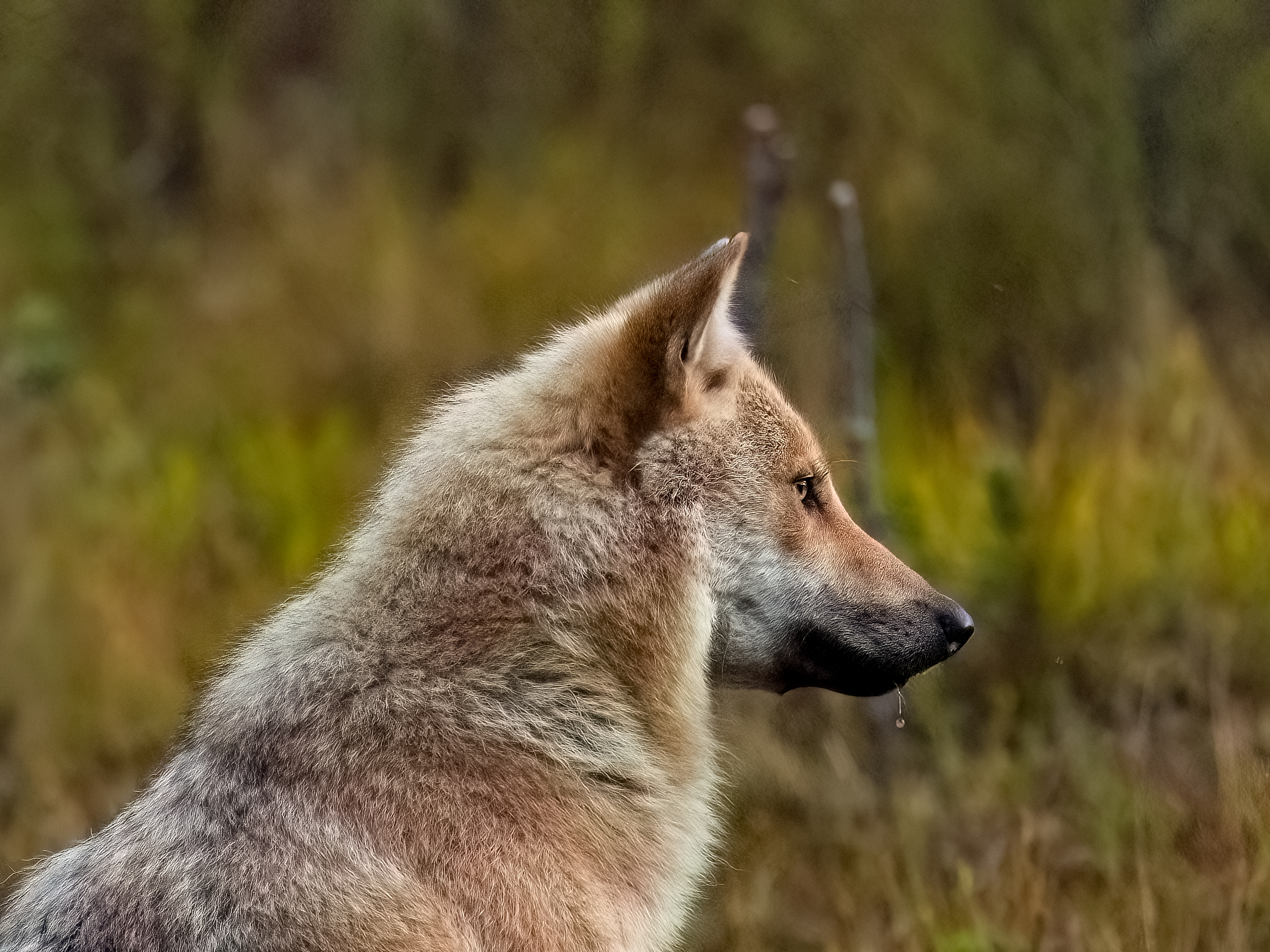 Der Alphawolf