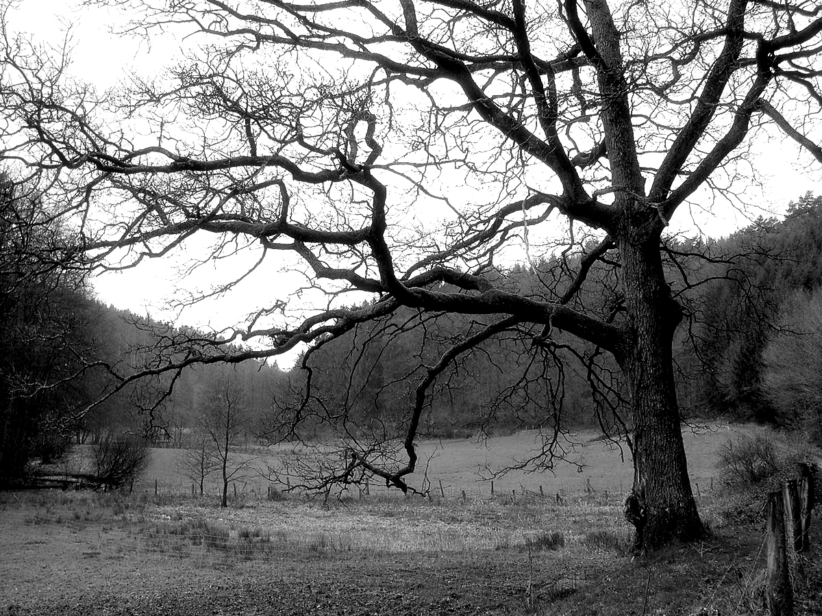 Der alte Baum im Tal...