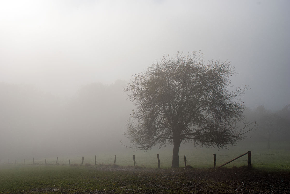 Der Apfelbaum...