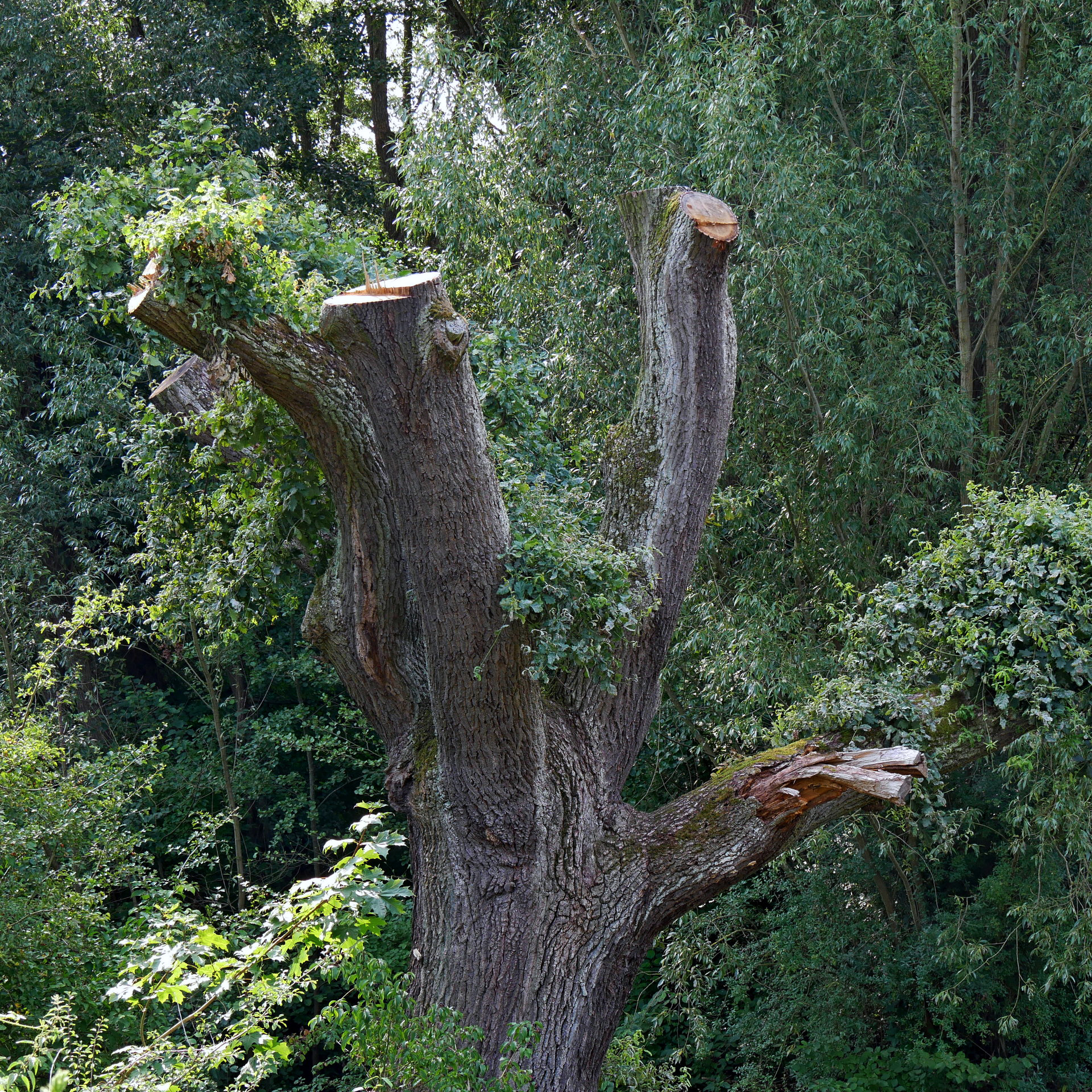 Der Baum im August