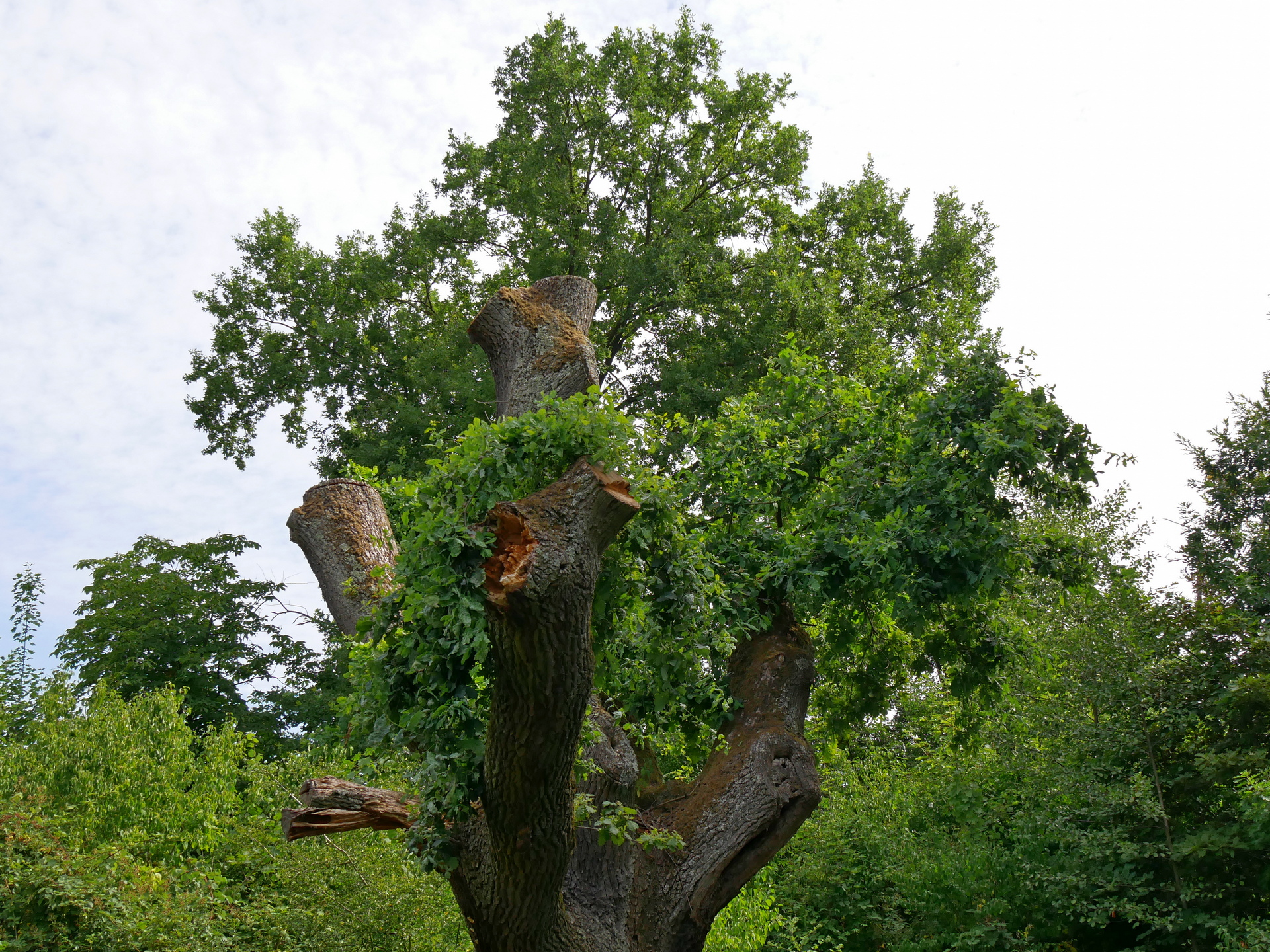 Der Baum im Juli