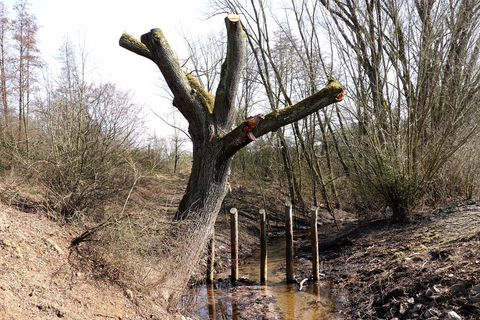 Der Baum im März