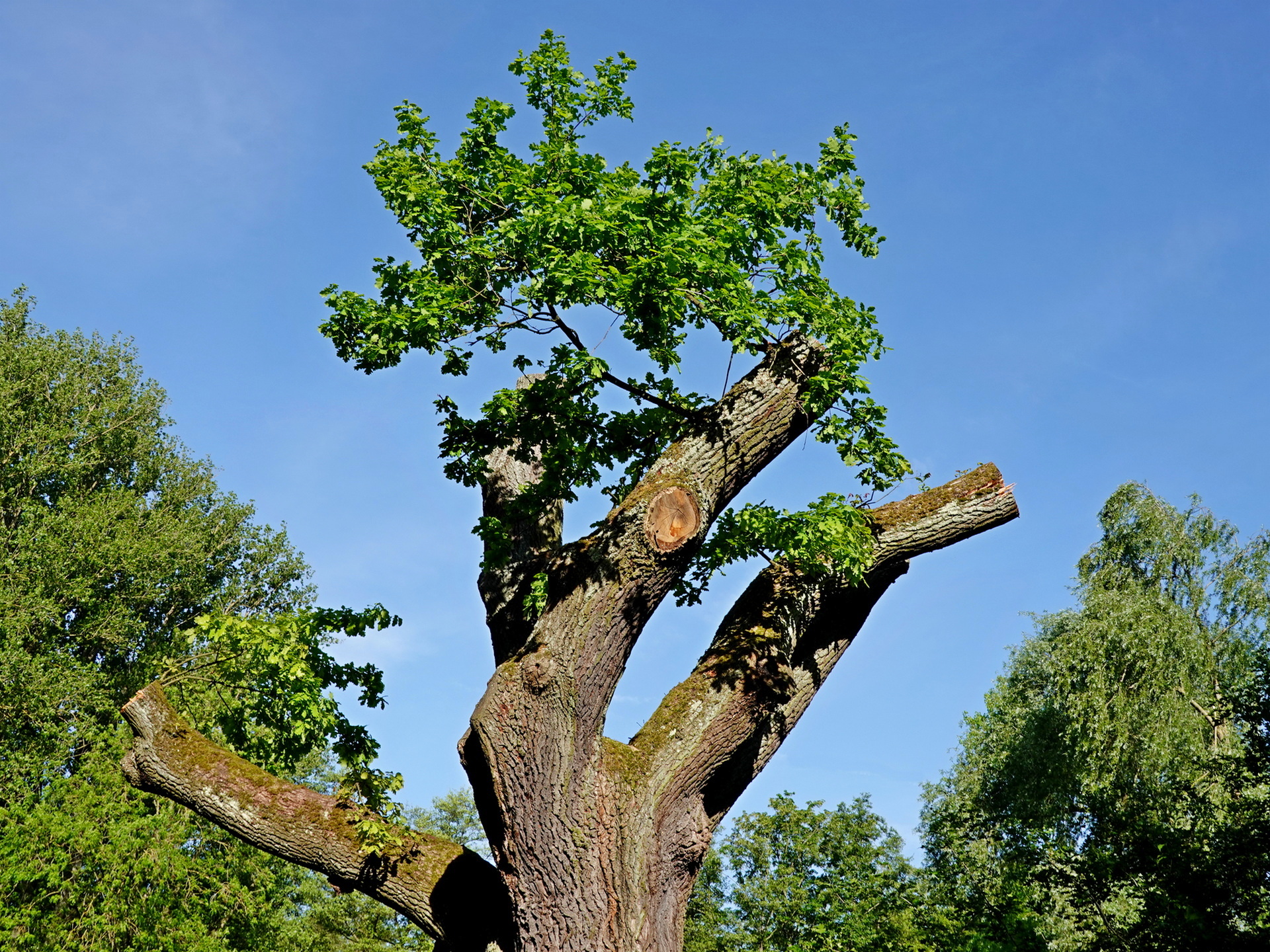 Der Baum im Mai