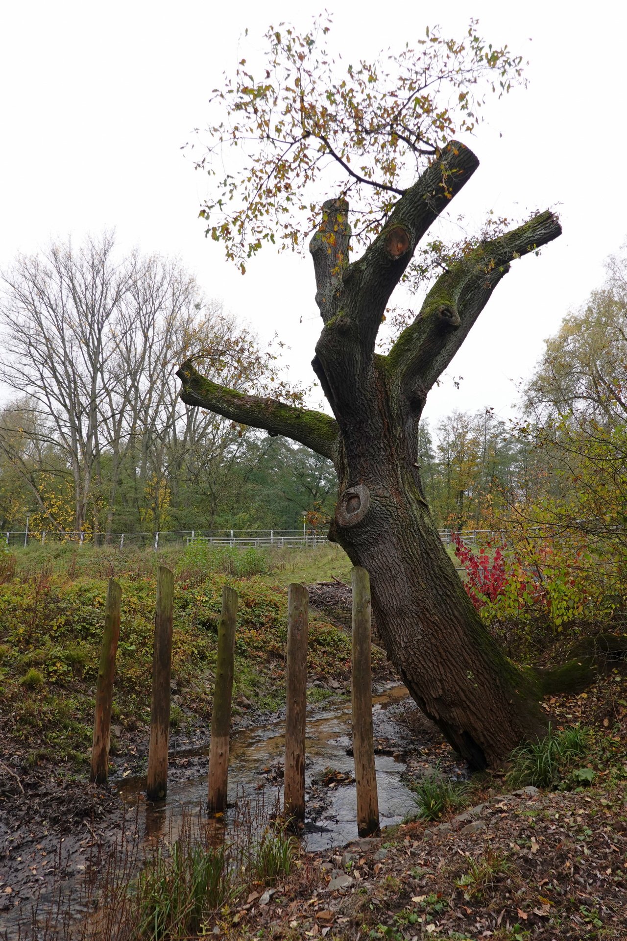 Der Baum im November