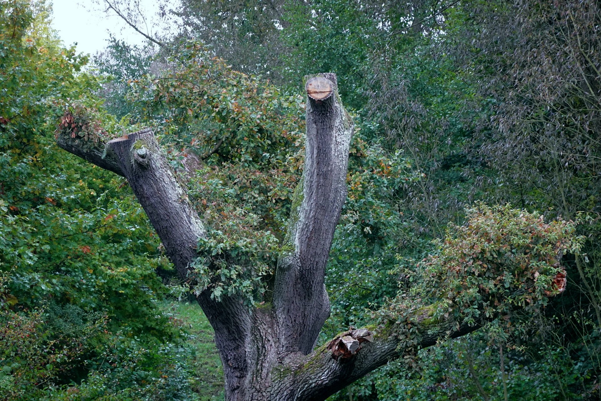 Der Baum im Oktober - Er färbt sich