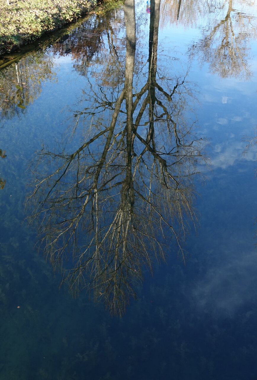 Der Baum steht Kopf