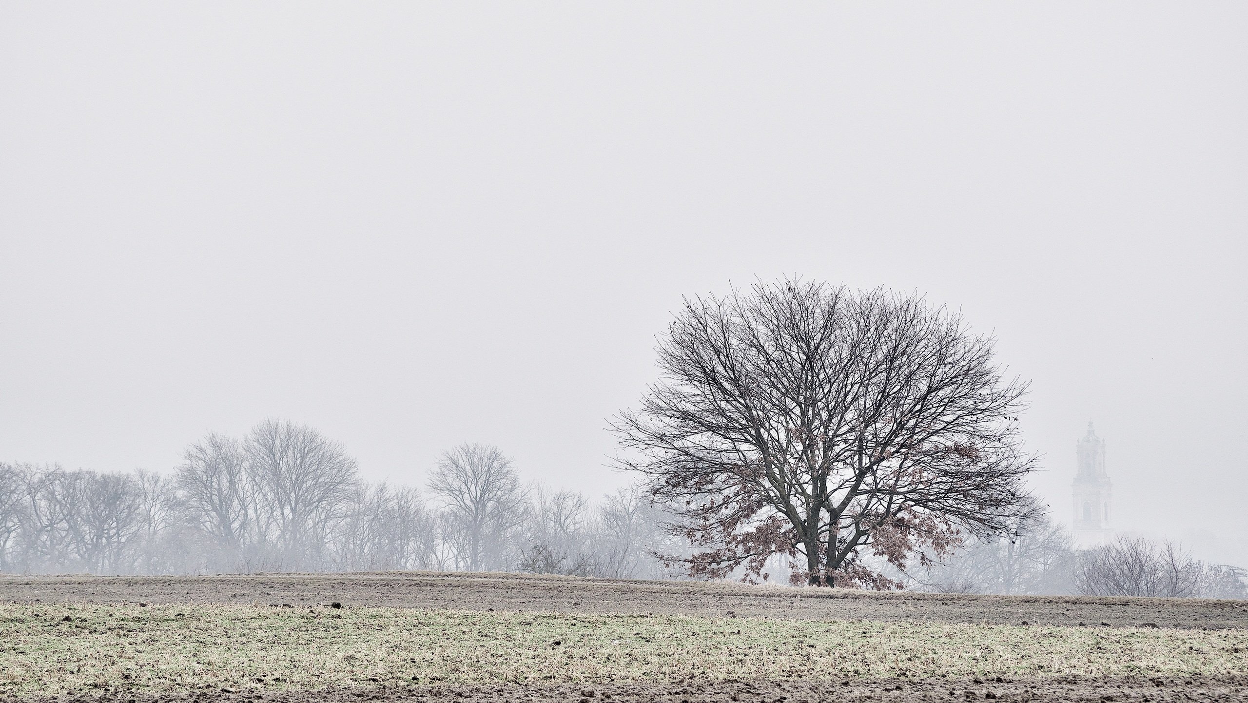 Der Baum und der Kirchturm.
