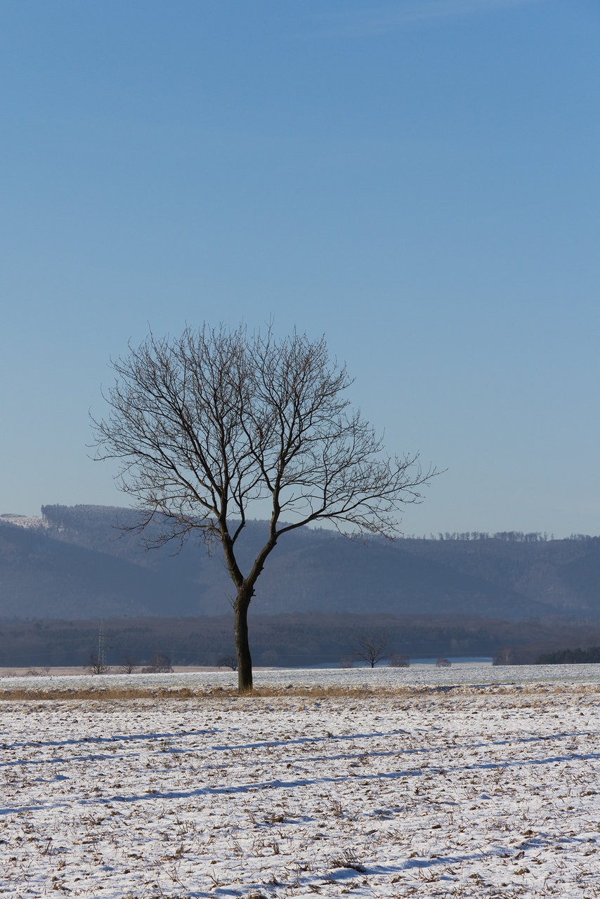 Der Baum