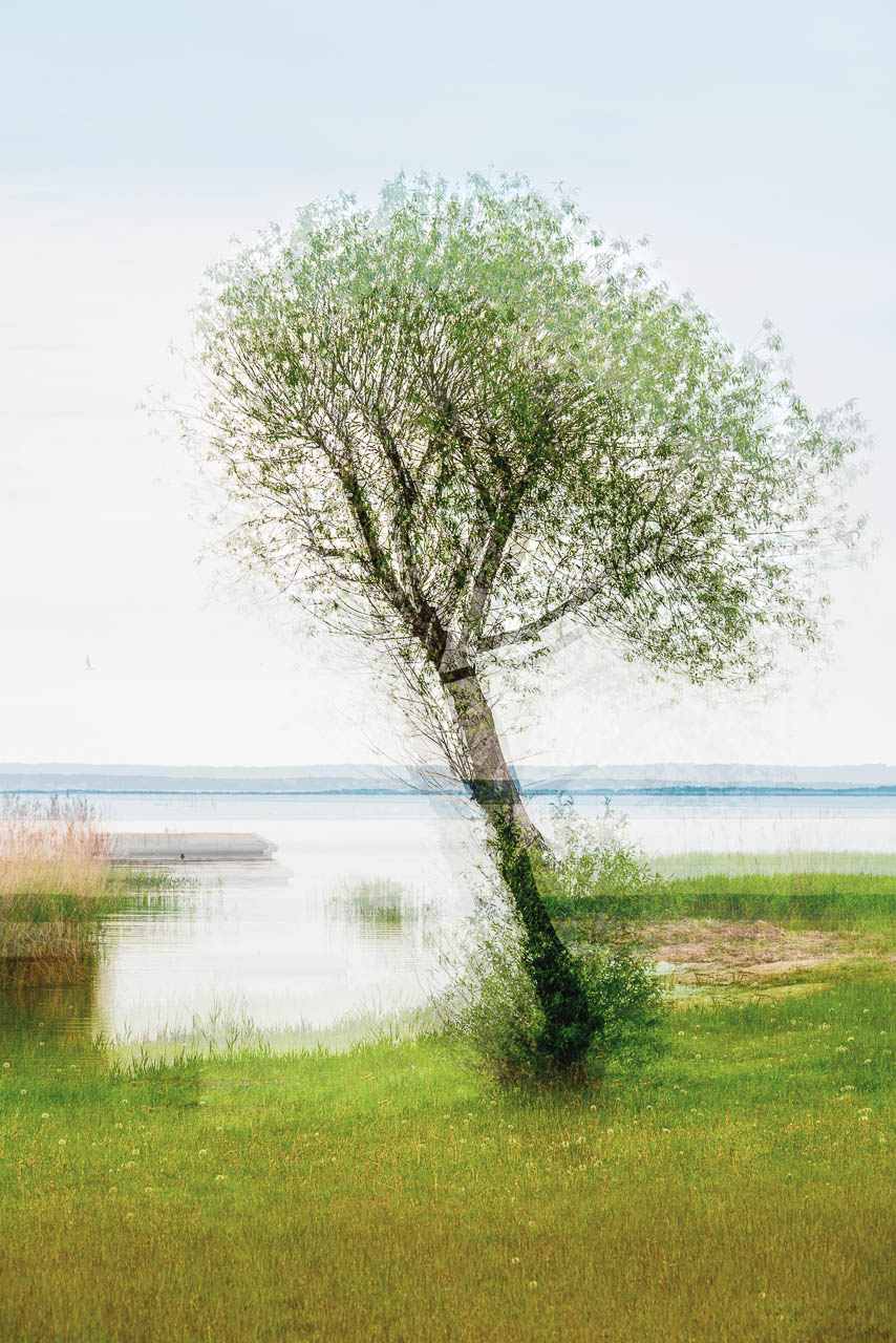 der Baum