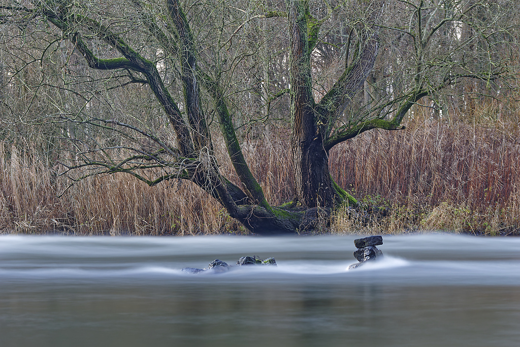 Der Baum