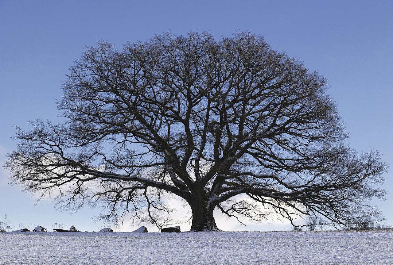 DER Baum