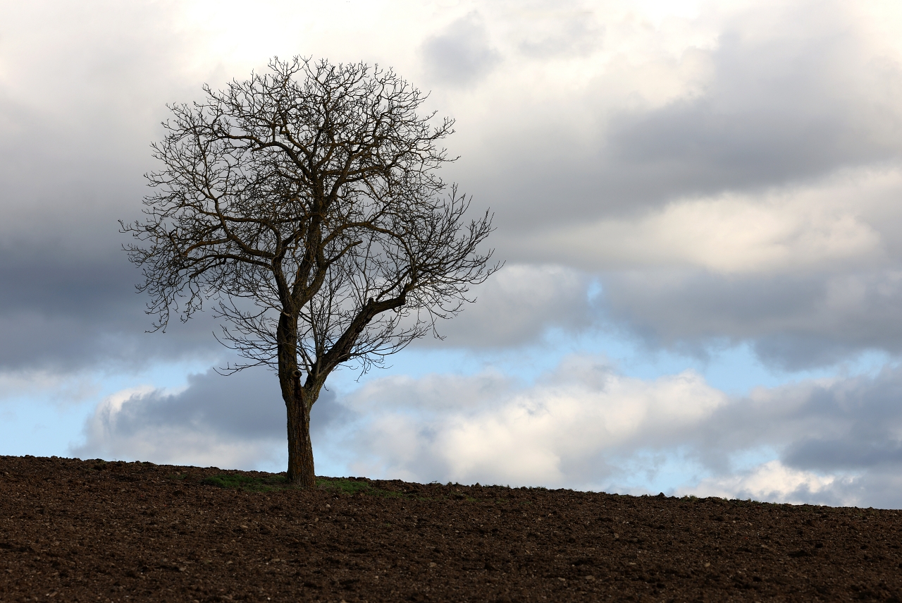 Der Baum