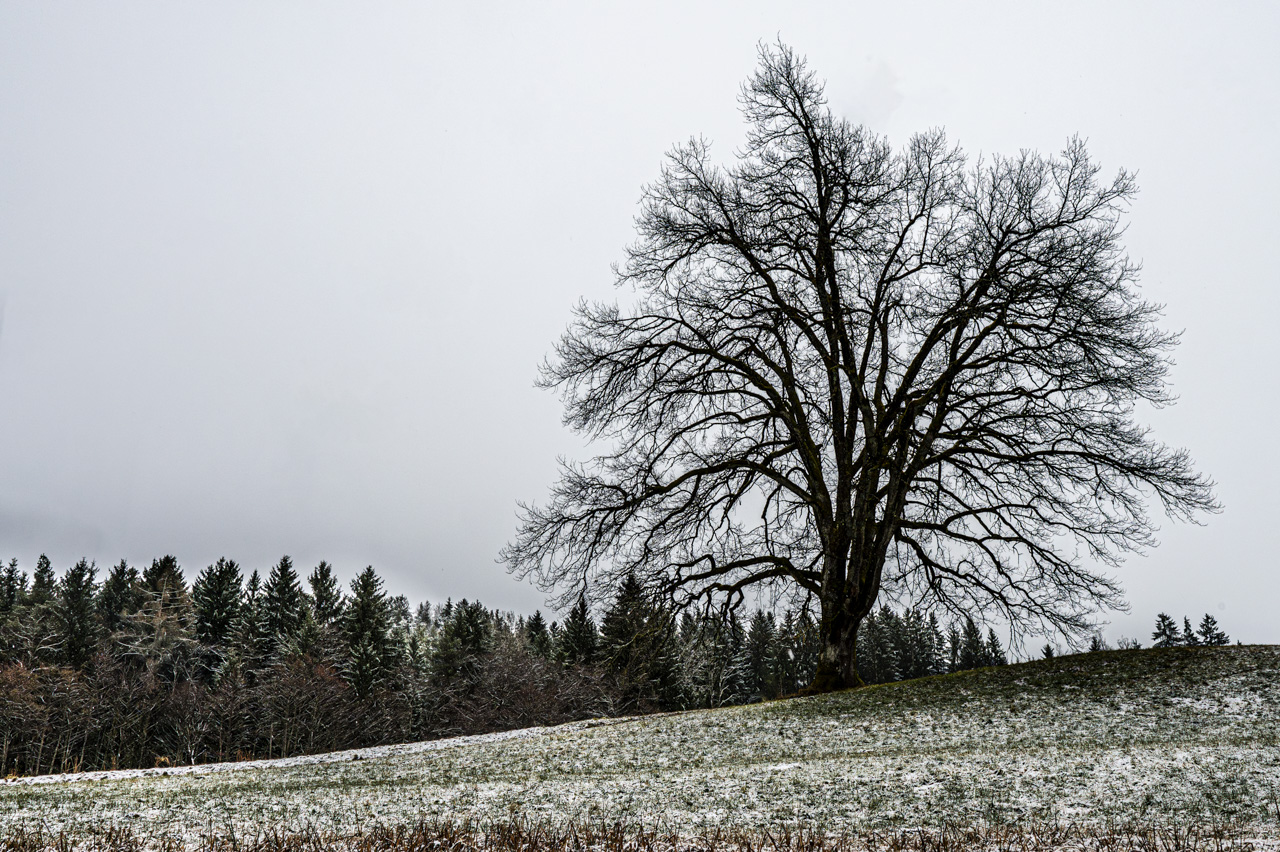 Der Baum