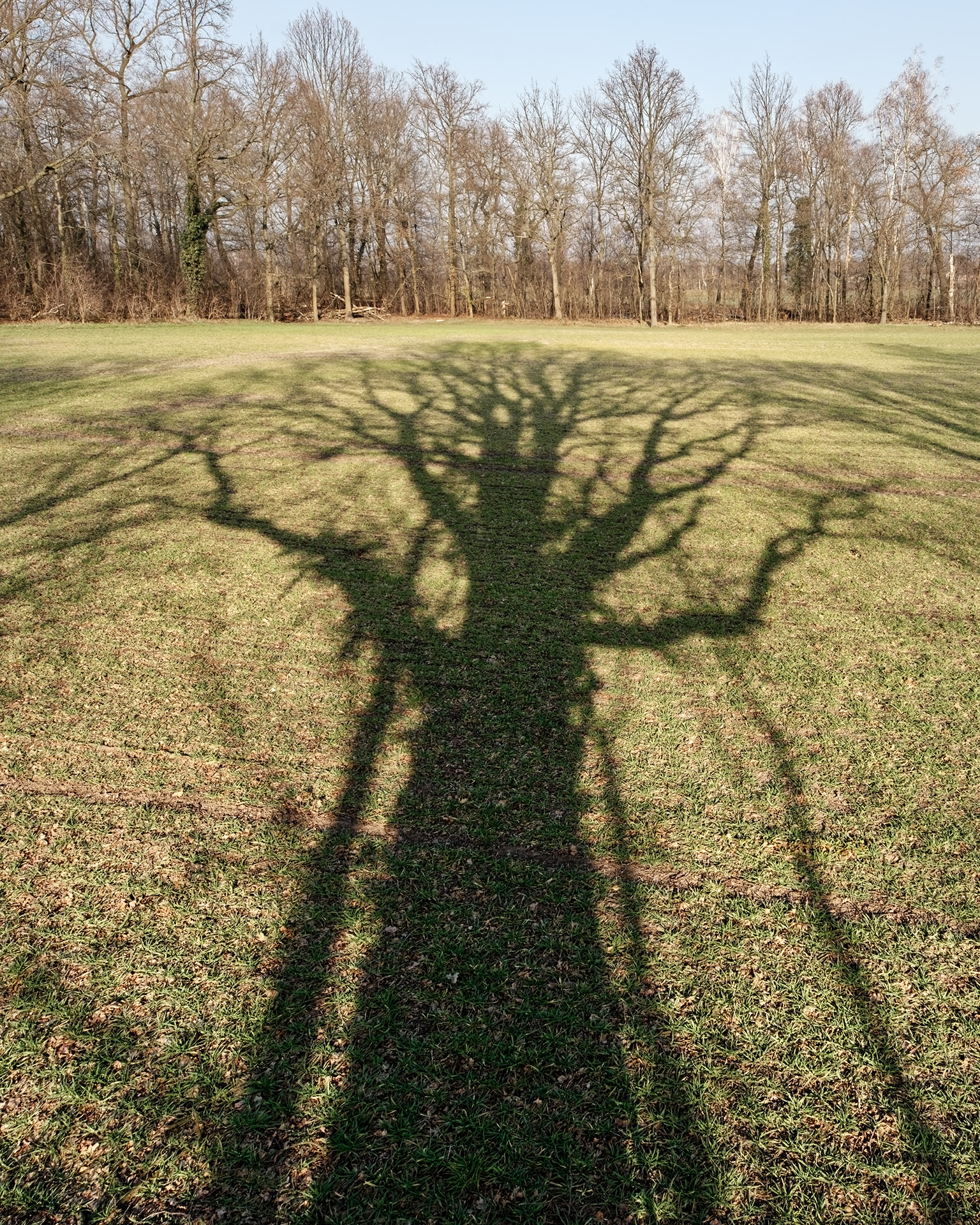 Der Baum