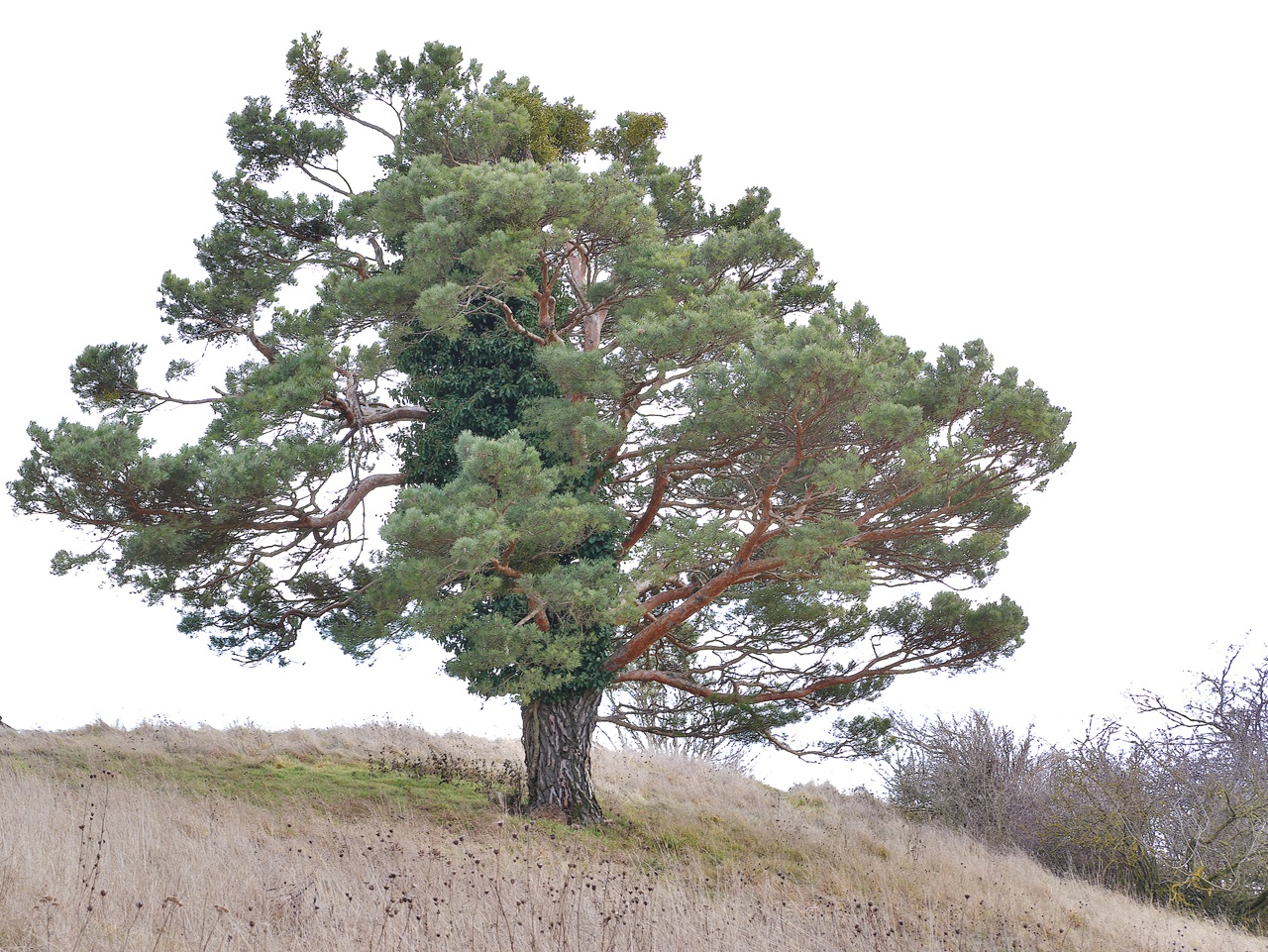 der Baum
