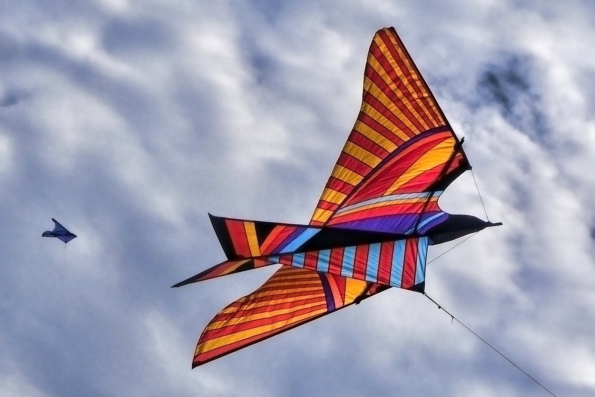 Der besondere Vogel