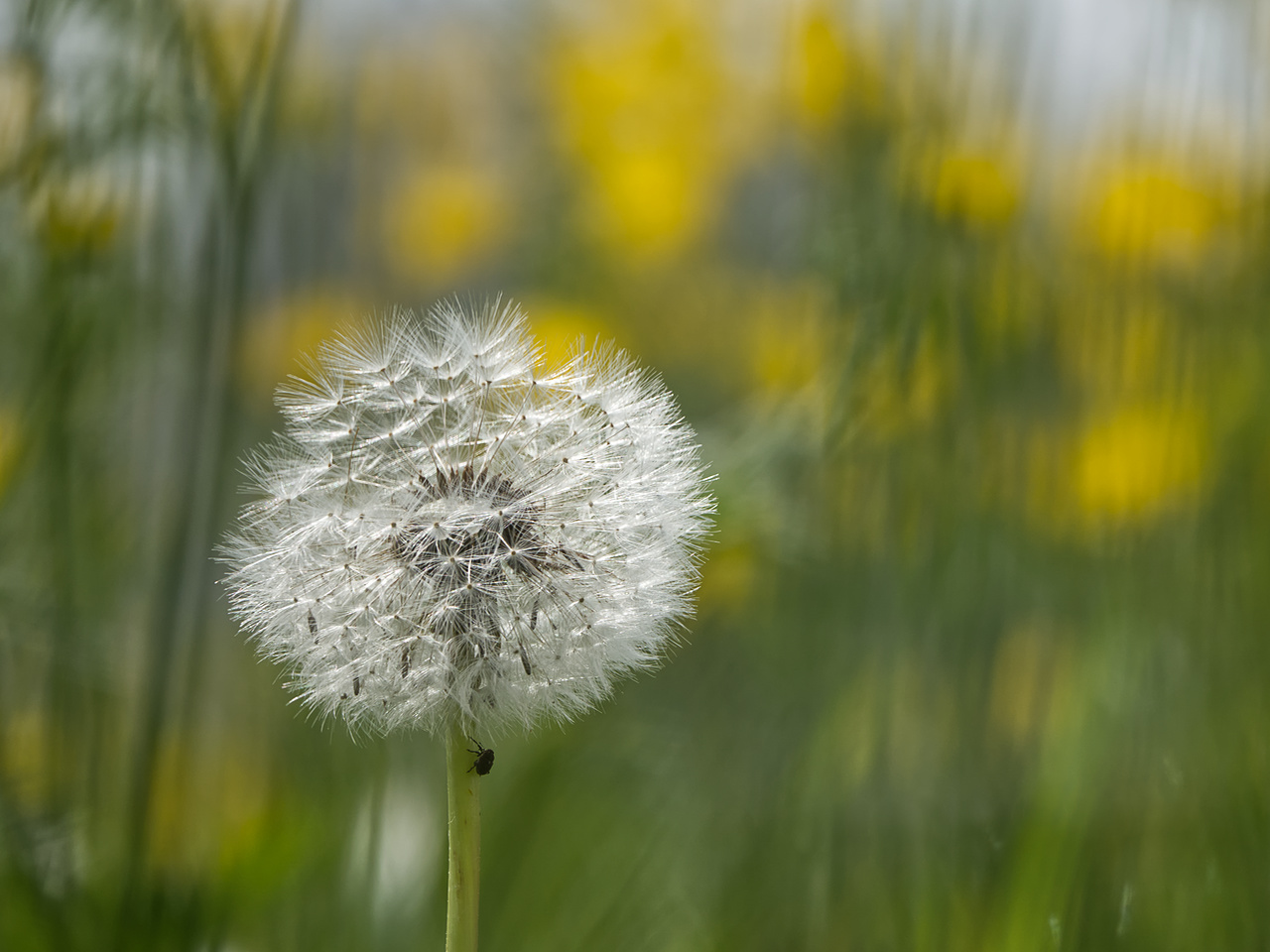 Der Blumensteiger