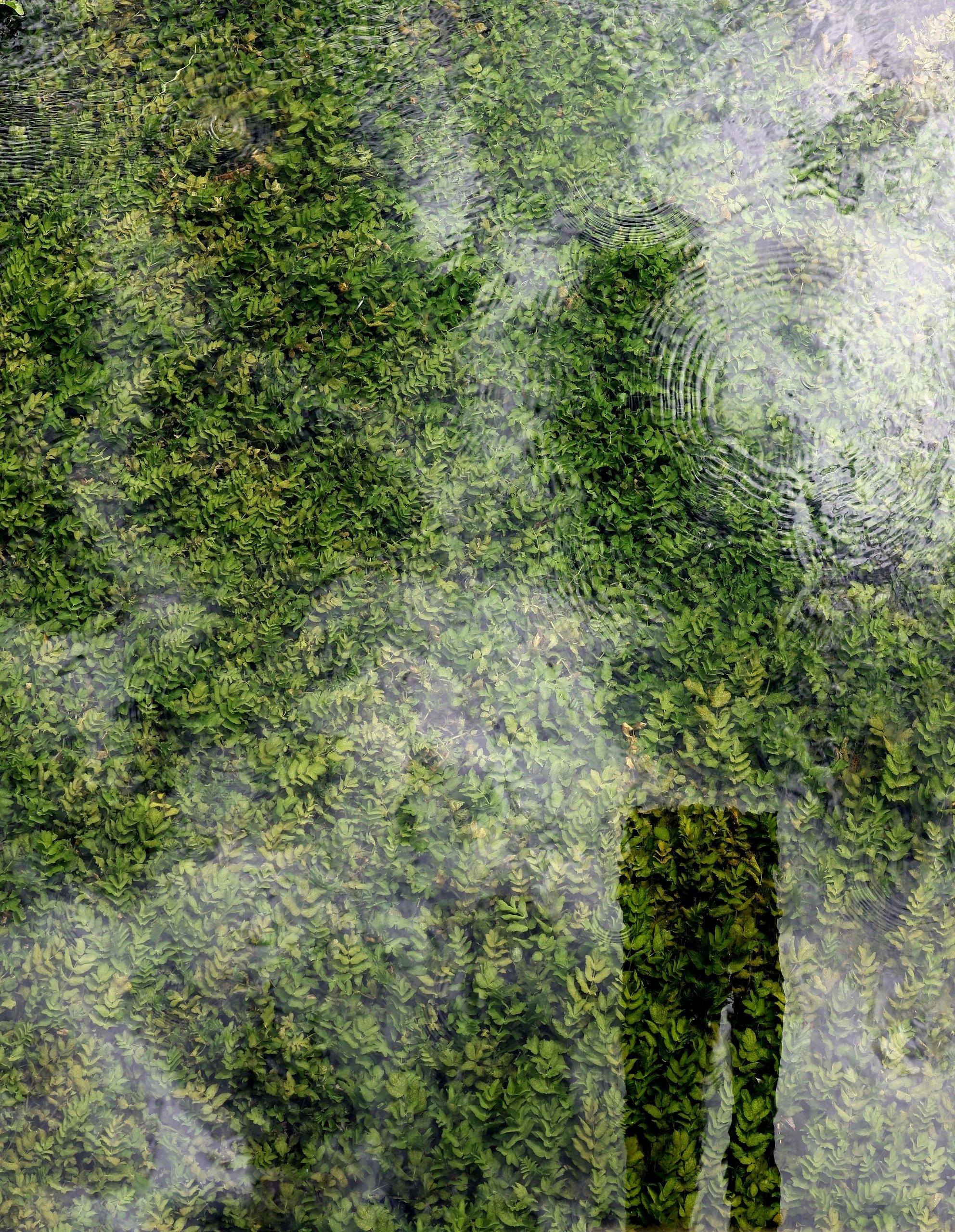 Der den Bach fotografiert