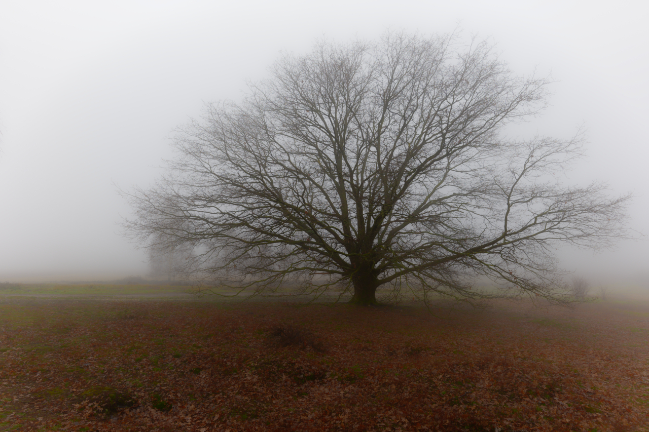 Der einsame Baum