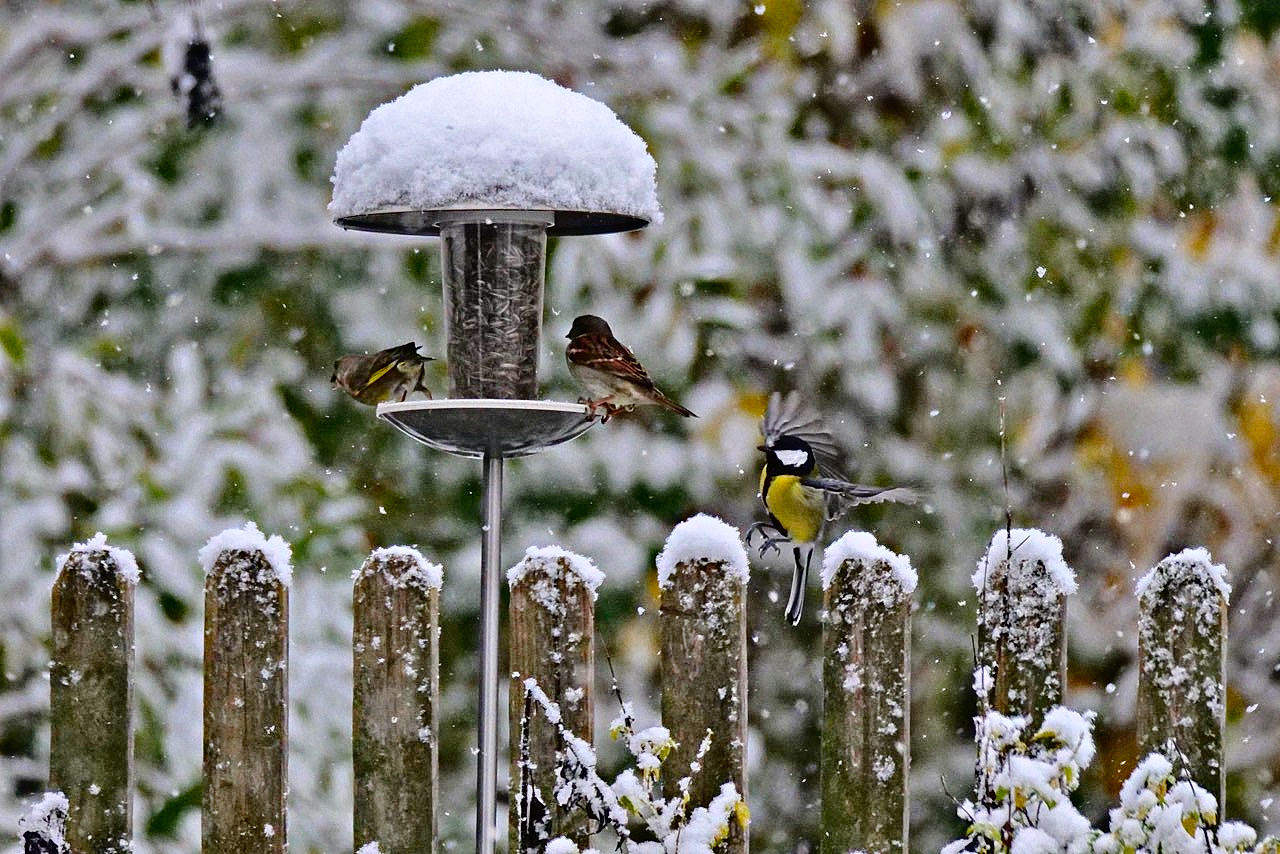 der erste Schnee