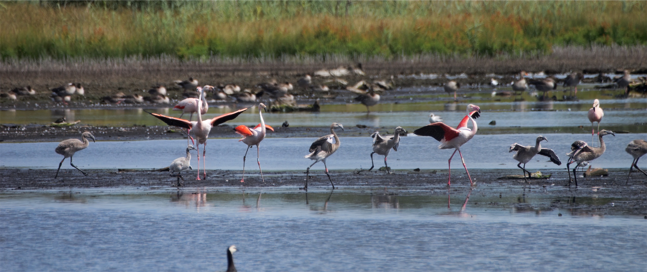Der Flamingo-Nachwuchs wächst...