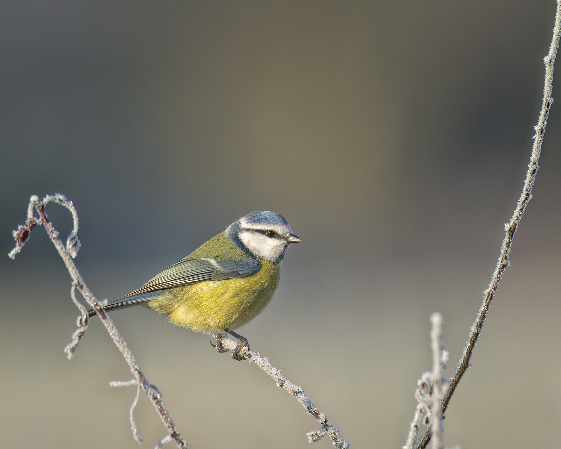 Der frühe Vogel...