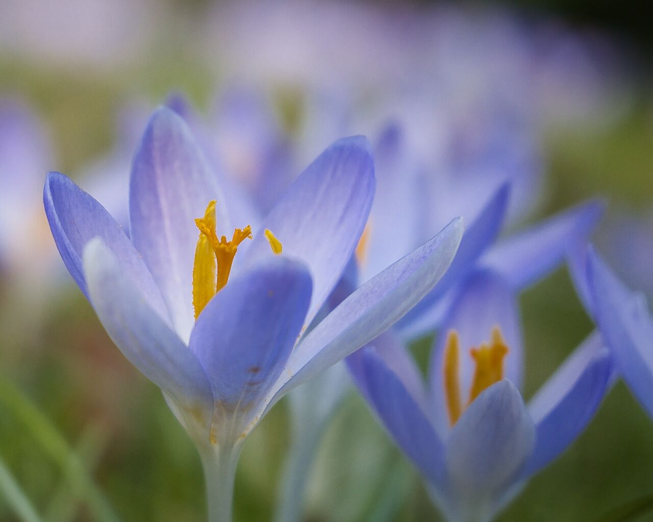 Der Frühling kommt