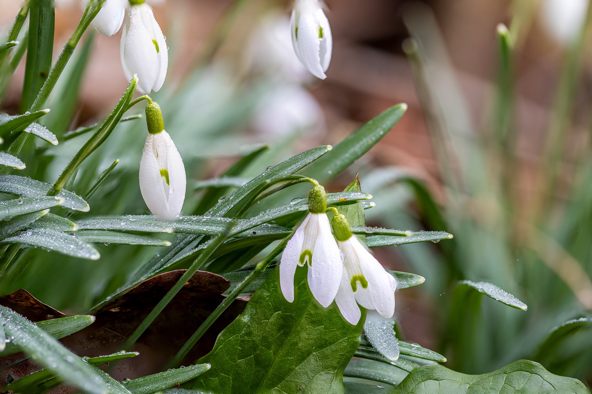 Der Frühling lässt grüßen