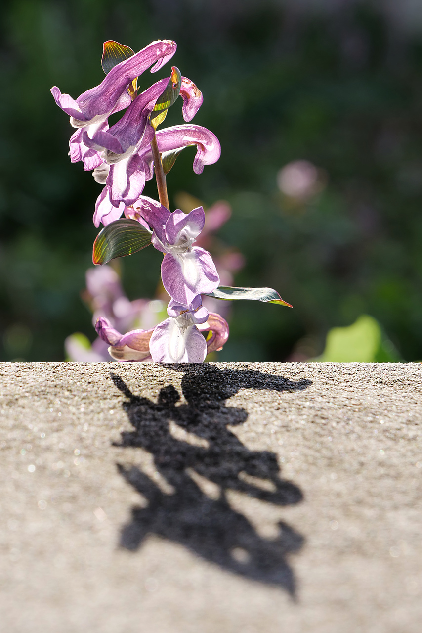 Der Frühling wirft seine Schatte voraus