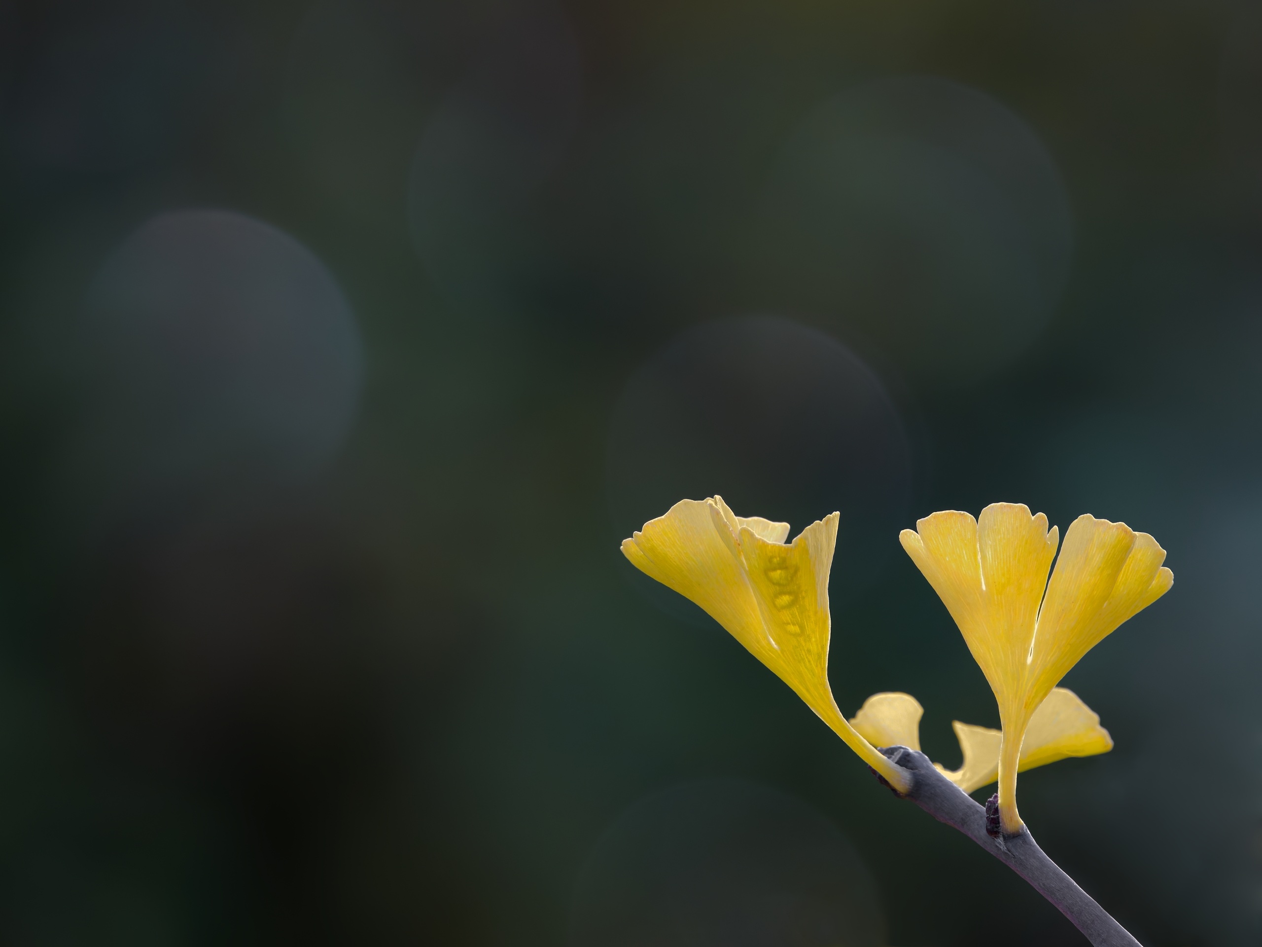 Der Herbst ist da