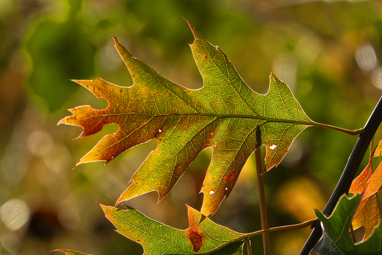 Der Herbst ist in Anmarsch