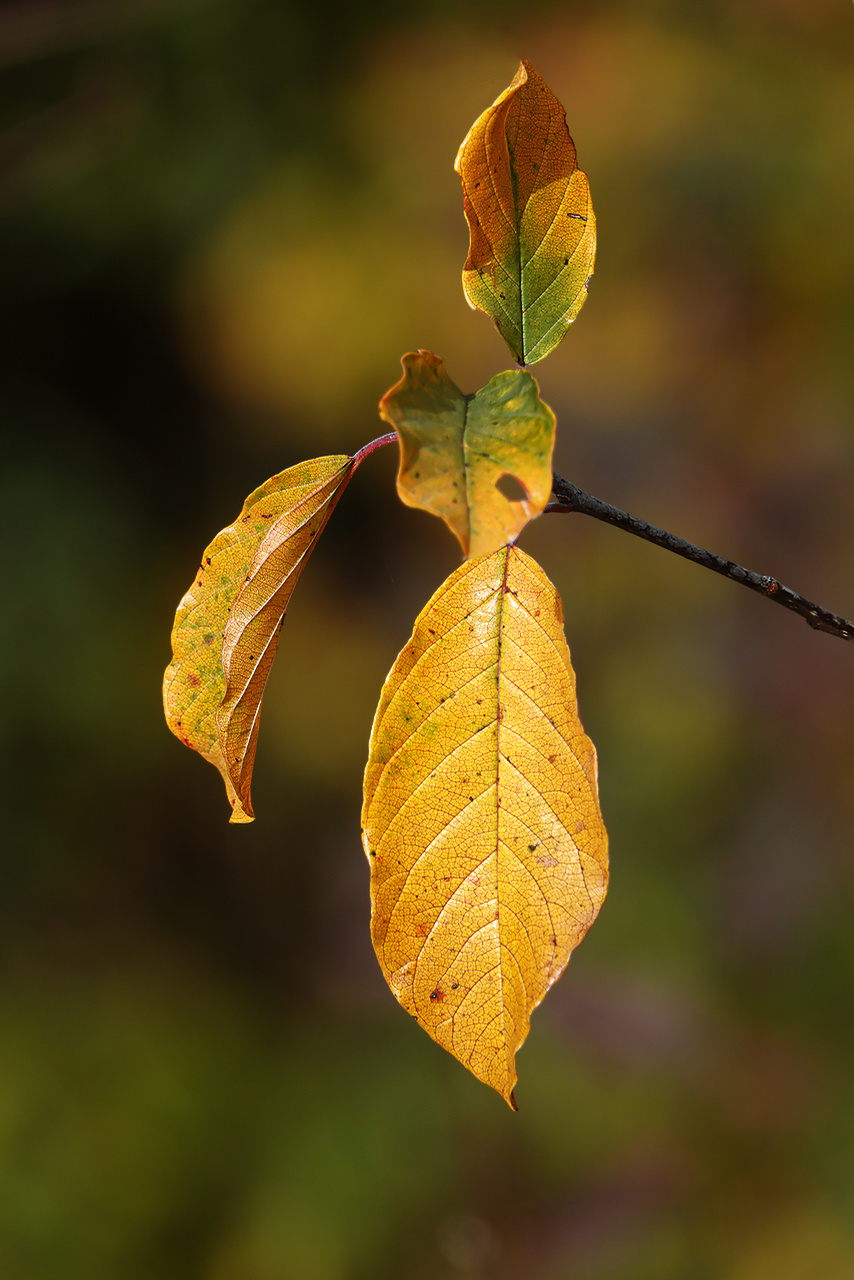 Der Herbst ist (noch) da