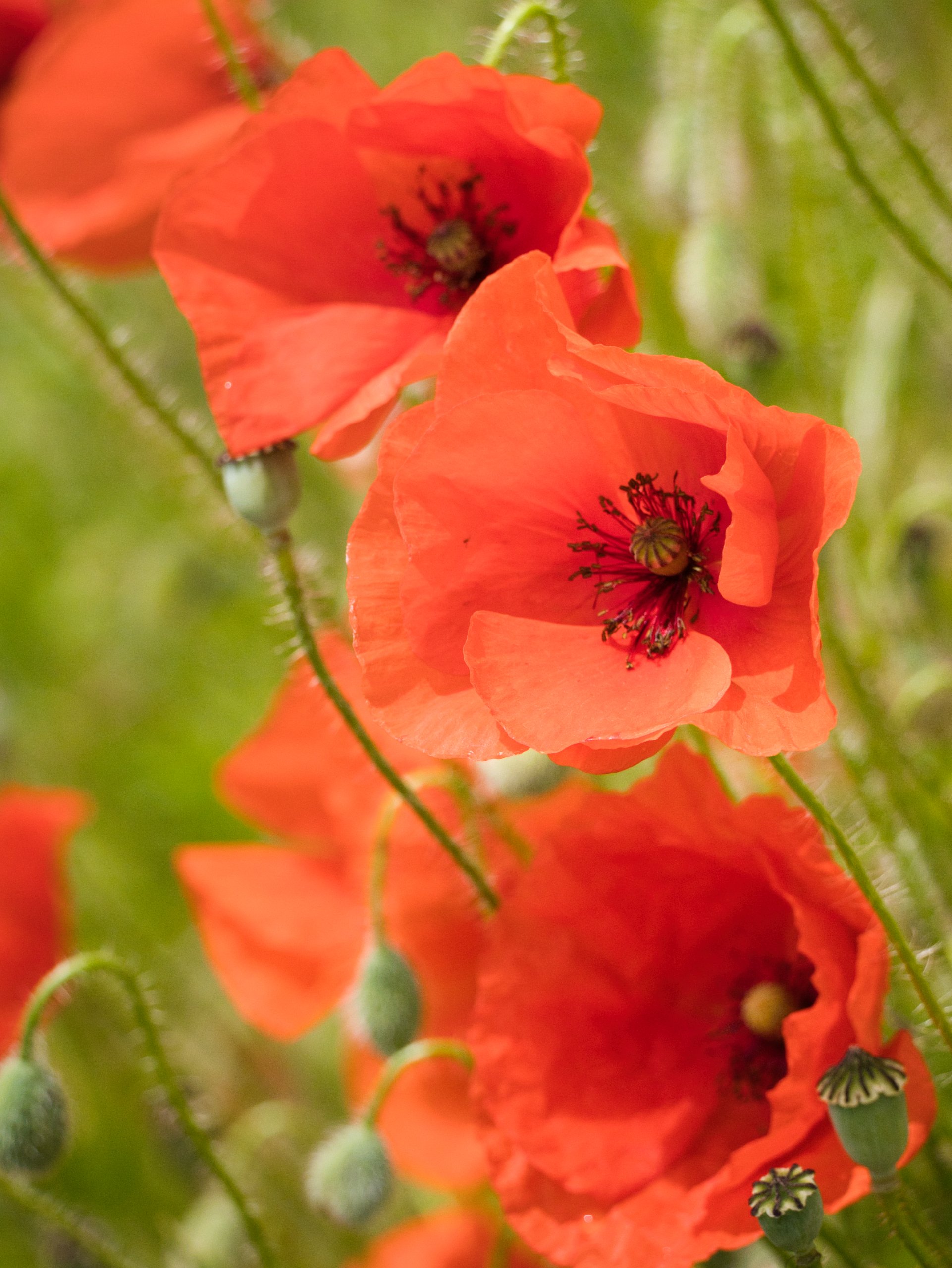 Der Mohn blüht