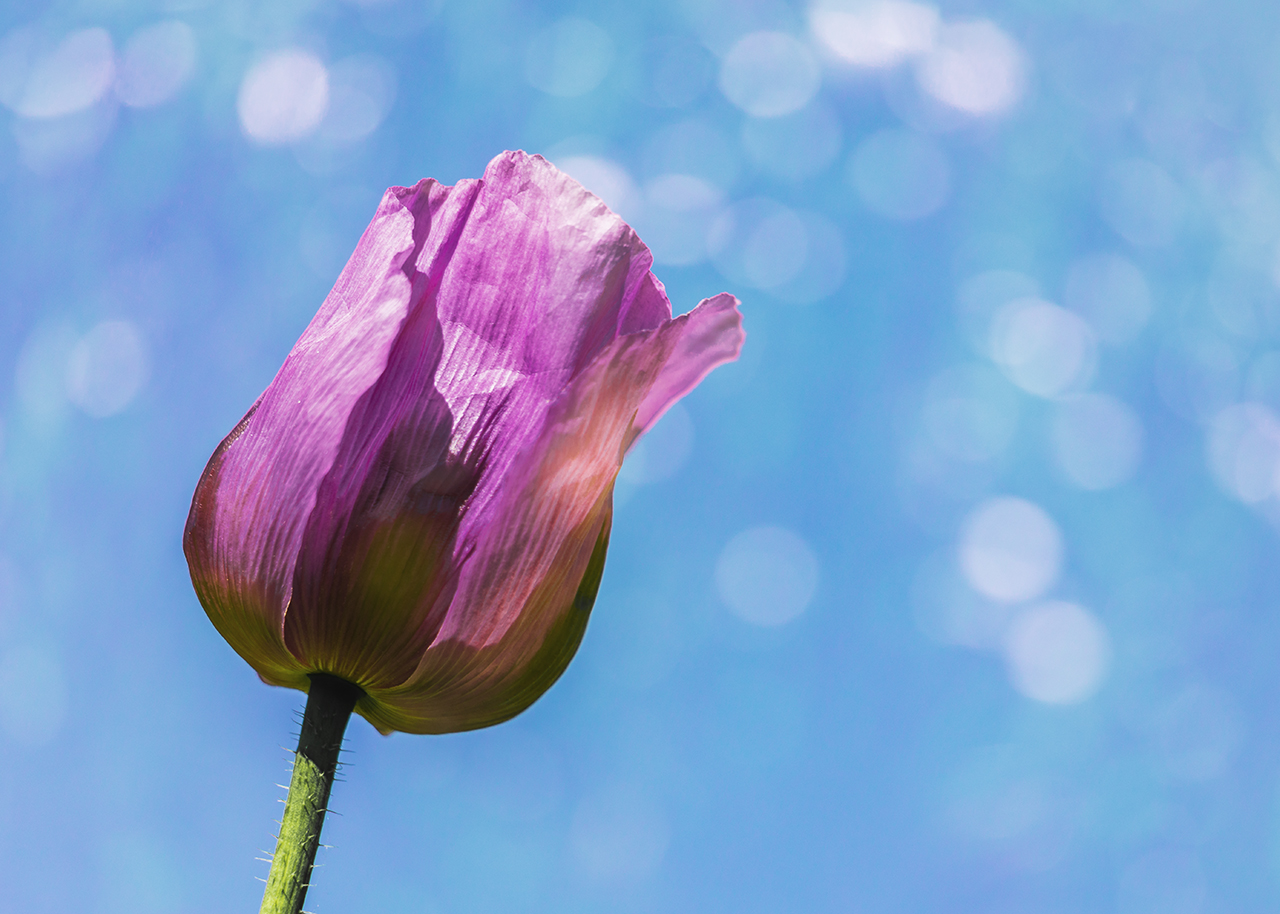 Der Mohn | d-pixx.de Forum