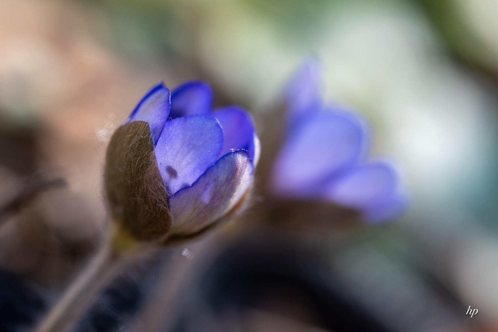 Der Nachwuchs ist auf dem Weg…