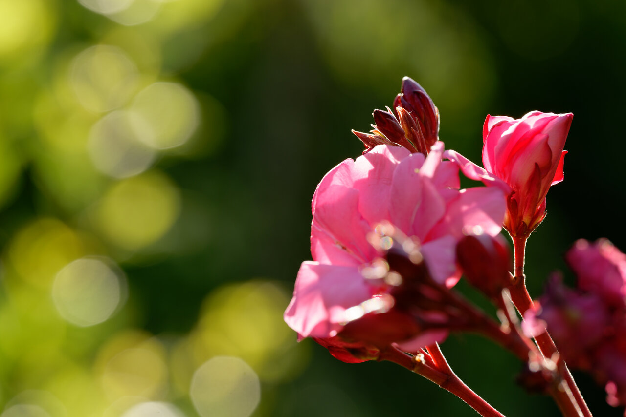 Der Oleander blüht endlich mal