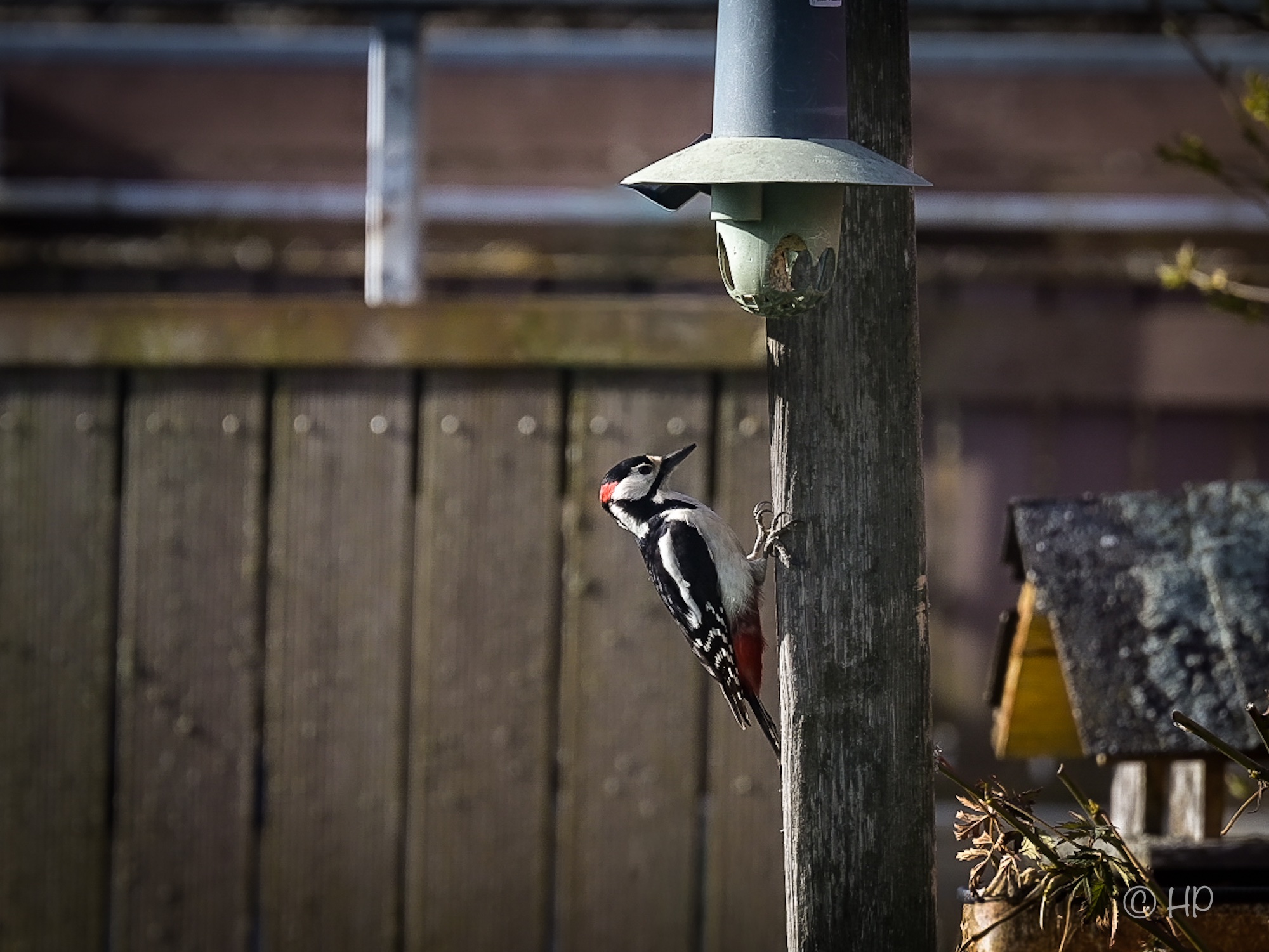 Der Osterbuntspecht beim Frühstück