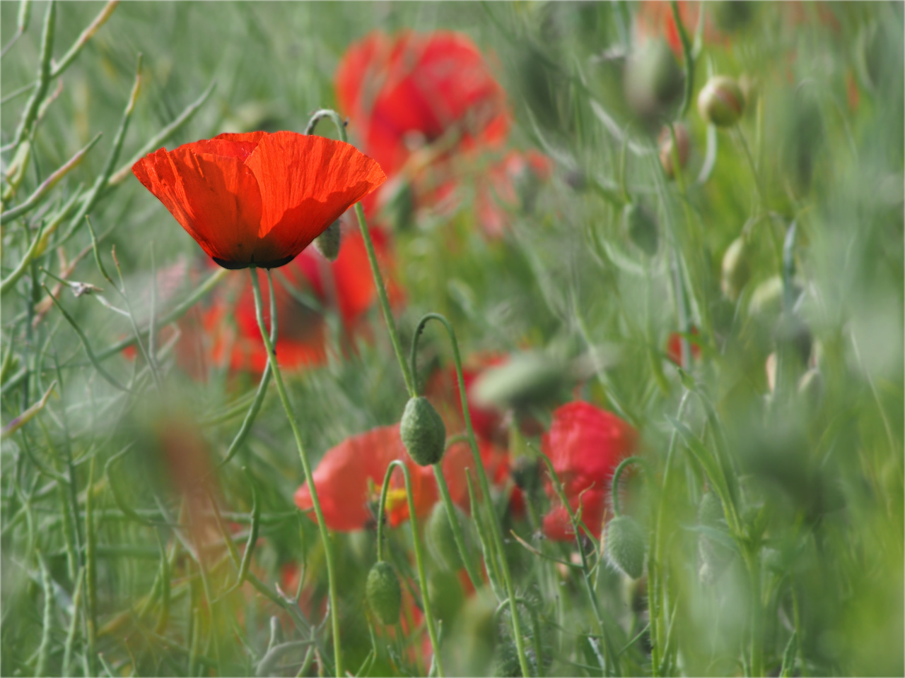 Der Rasp ist verblüht, es bleibt noch der Mohn in Feld