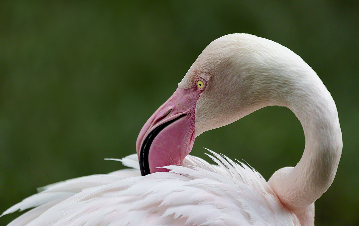Der rosa Flamingo