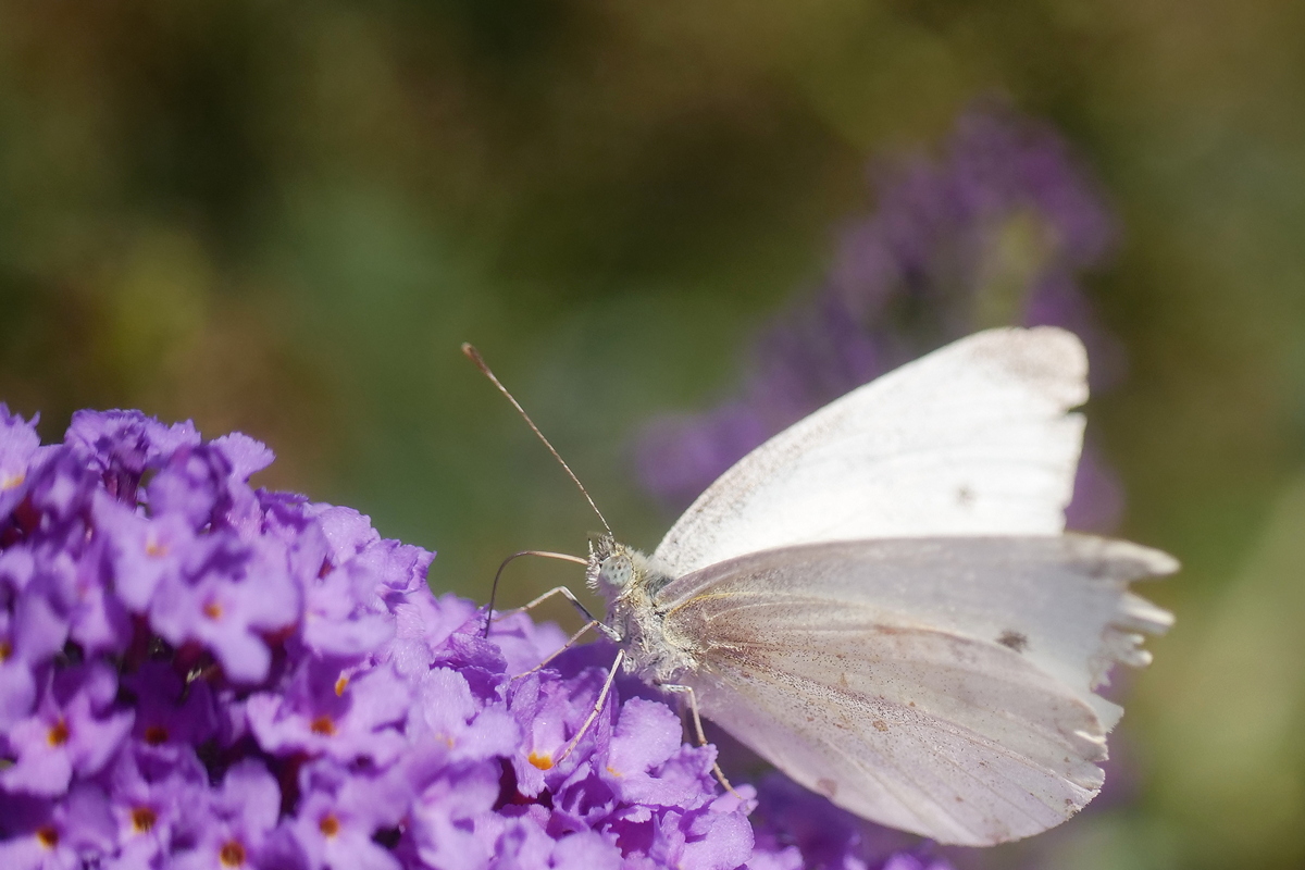 Der Sommer hatte Ausdauer